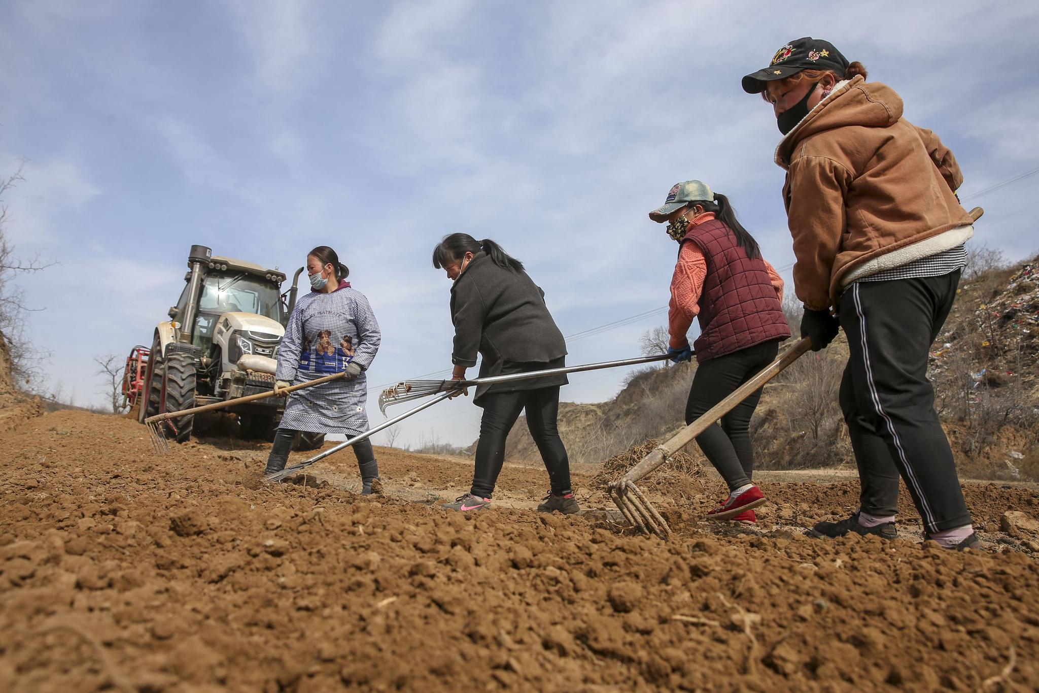 农民在旱垣上种植黄金草亩收入过万元看是啥样