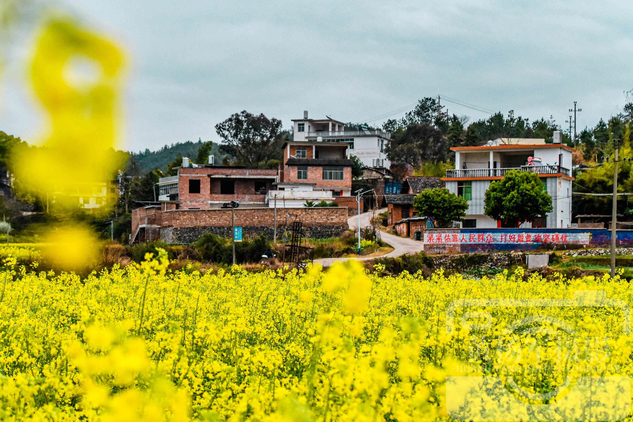 赣县区储潭镇白涧村的春色,乡村田野开满了美艳的油菜花,很迷人