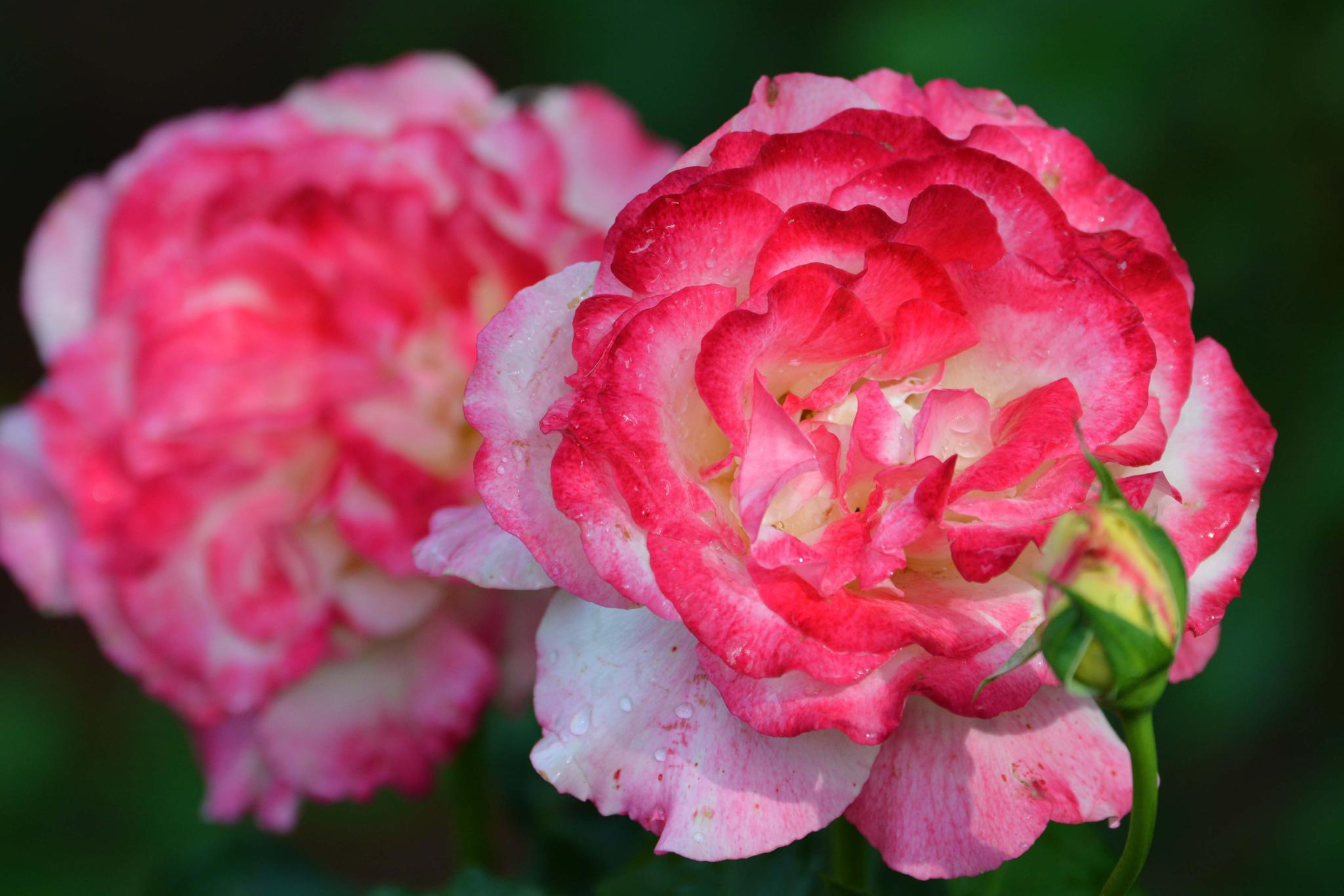 美丽的彩色月季花,原创拍摄