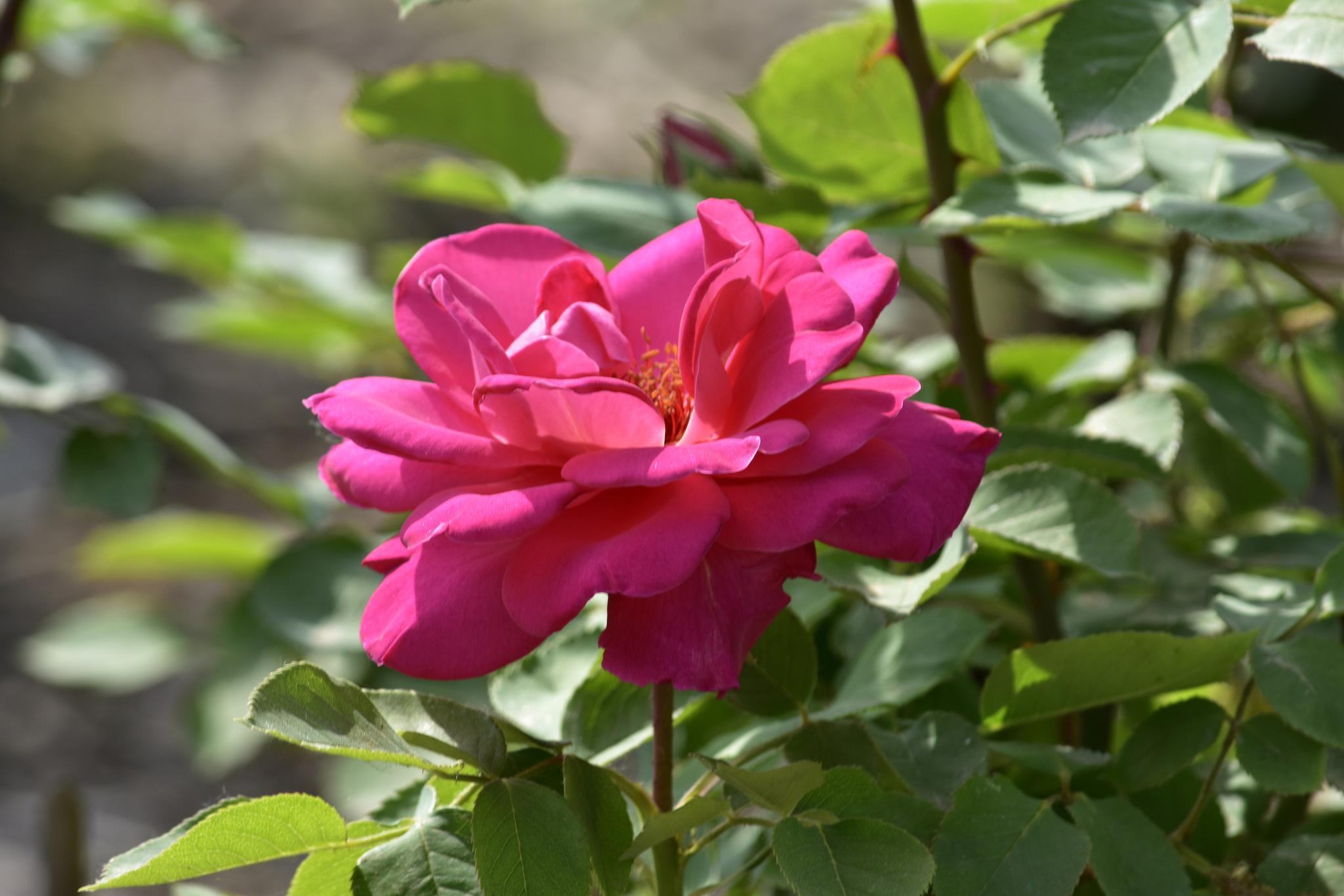 香枝_香枝最新消息,新闻,图片,视频_聚合阅读_新浪网