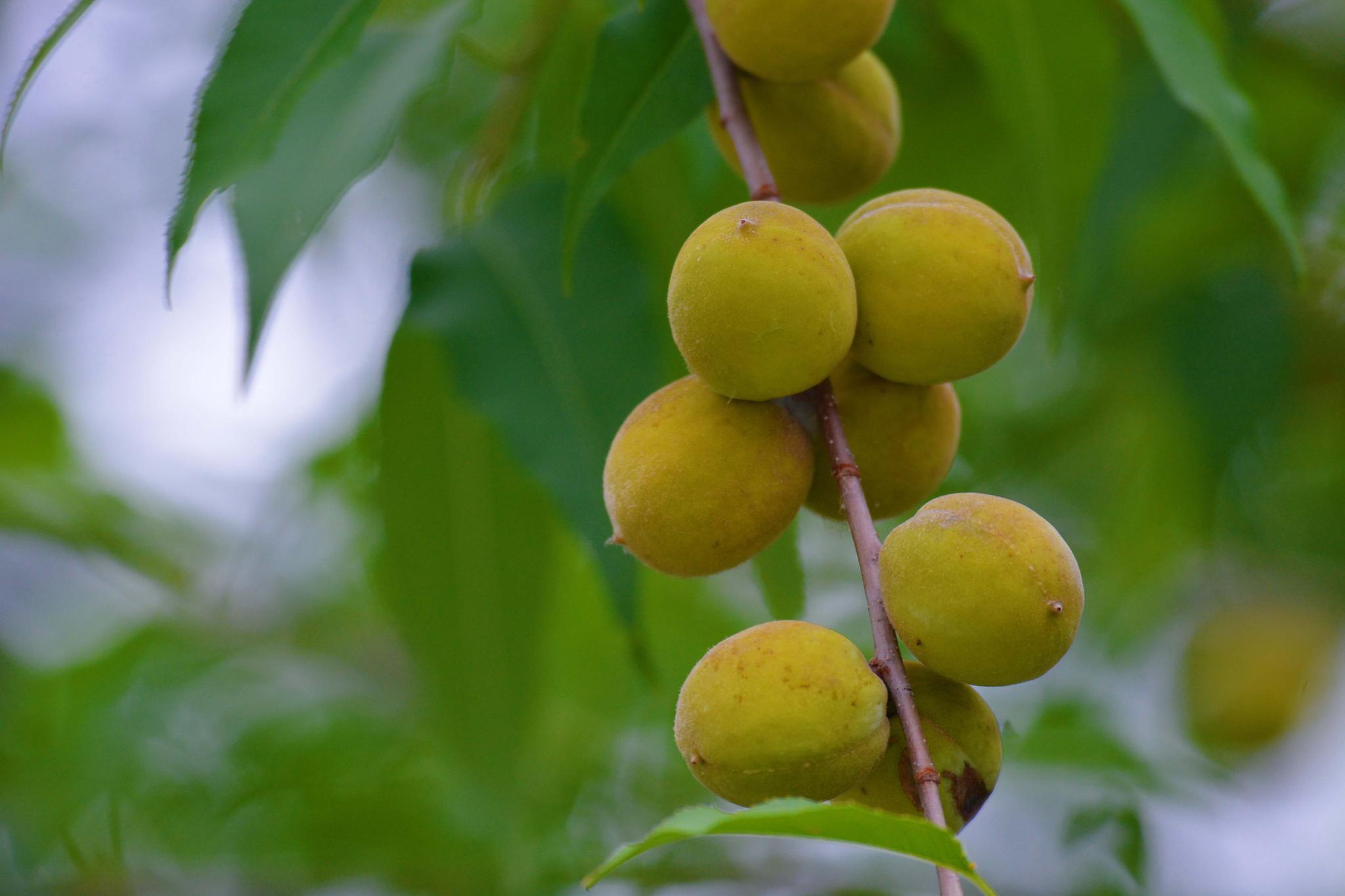 京桃树快要成熟的果实,原创拍摄