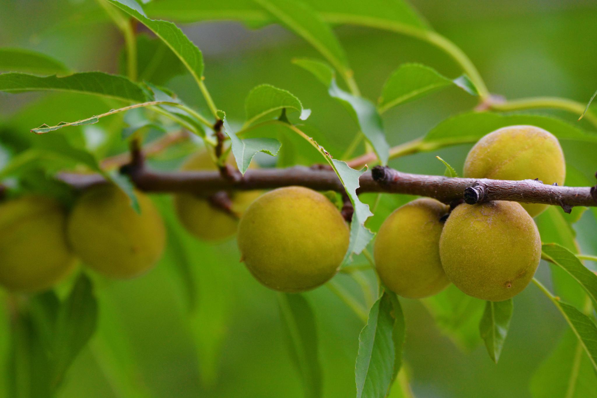 京桃树快要成熟的果实,原创拍摄