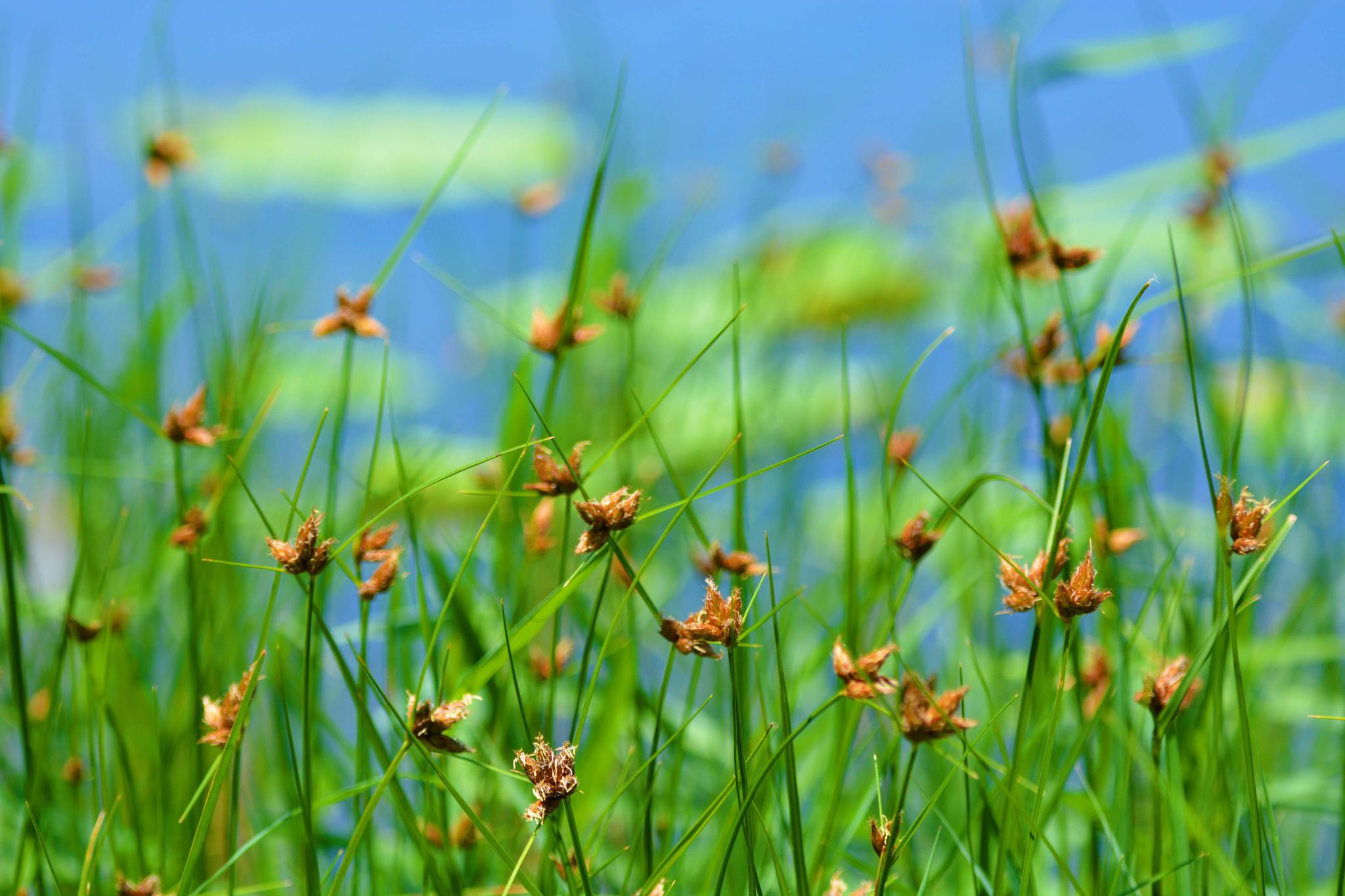 扁秆荆三棱,原创拍摄_高清图集_新浪网
