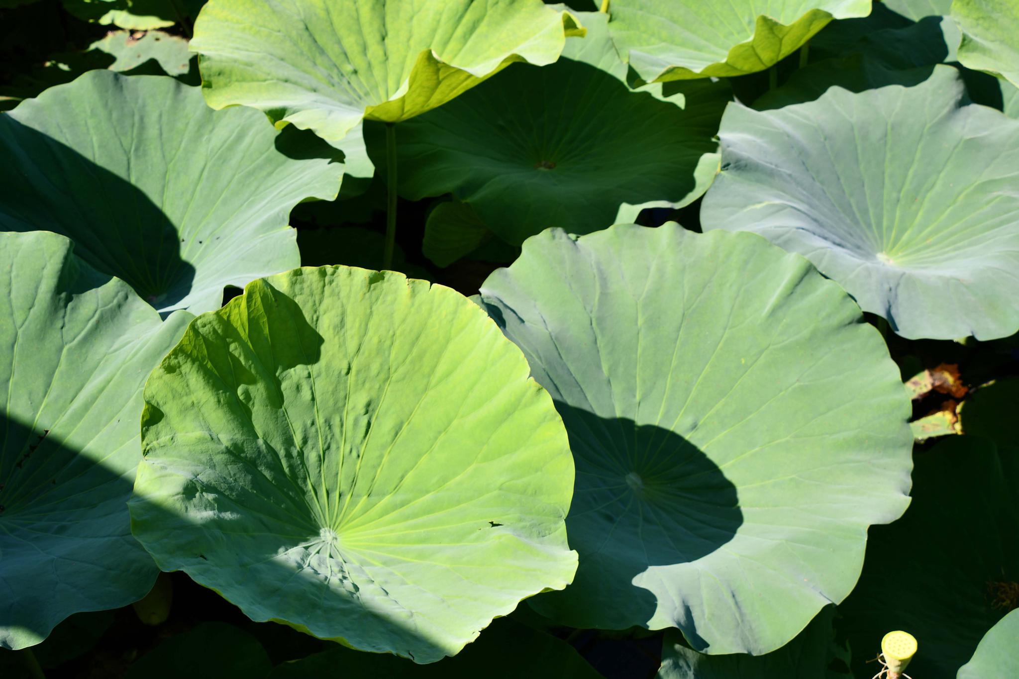 一组荷叶图,原创拍摄