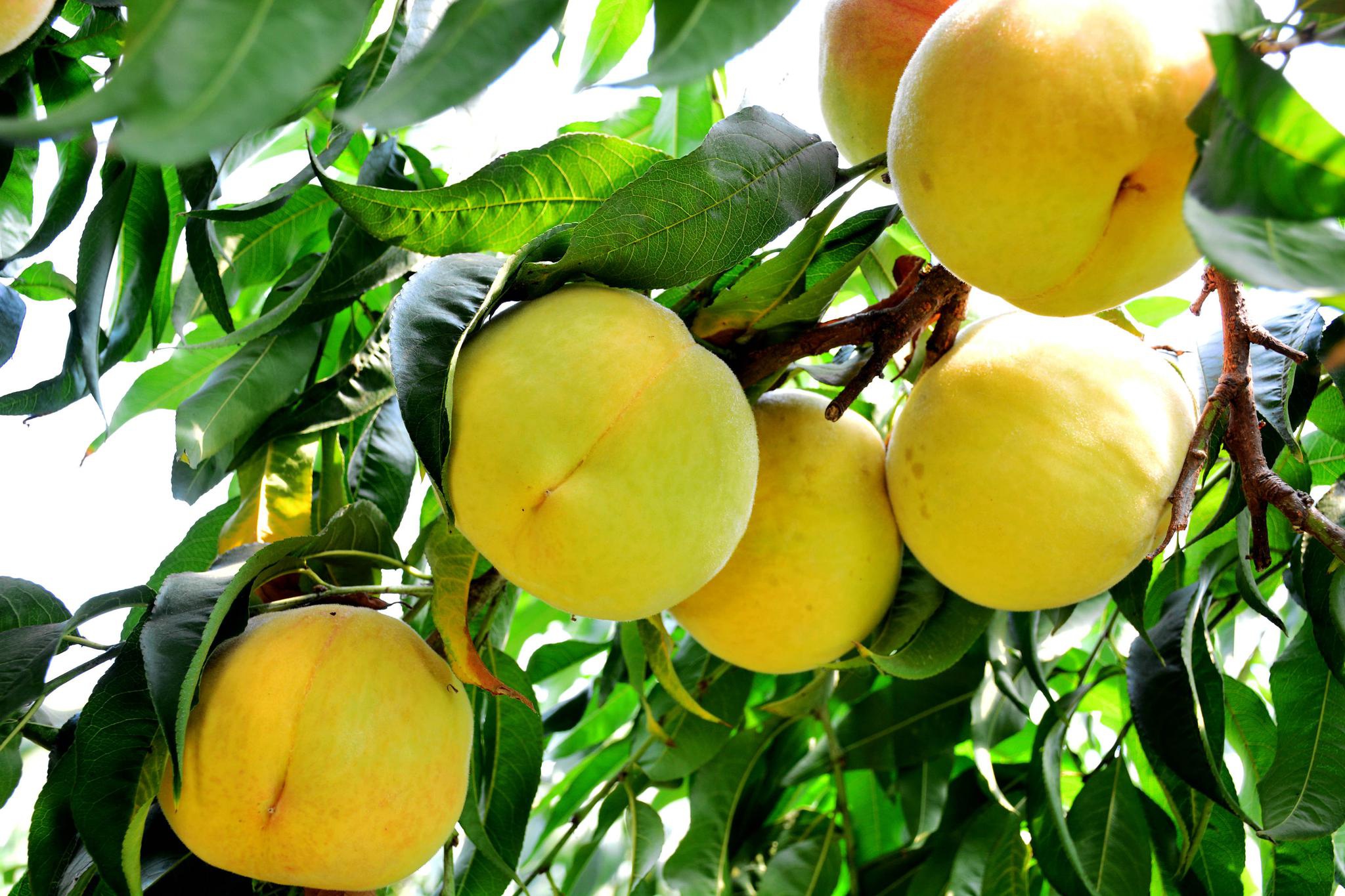 黄桃香飘斗山坳江苏无锡锡山区锡北镇斗山村