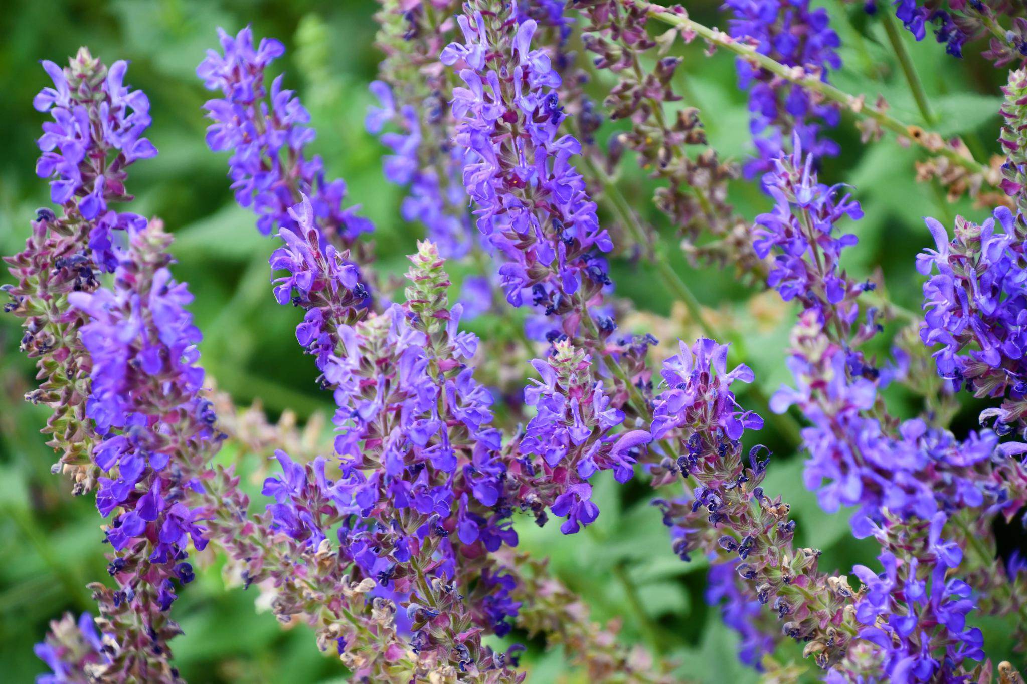 紫蓝色的鼠尾草,原创拍摄_高清图集_新浪网