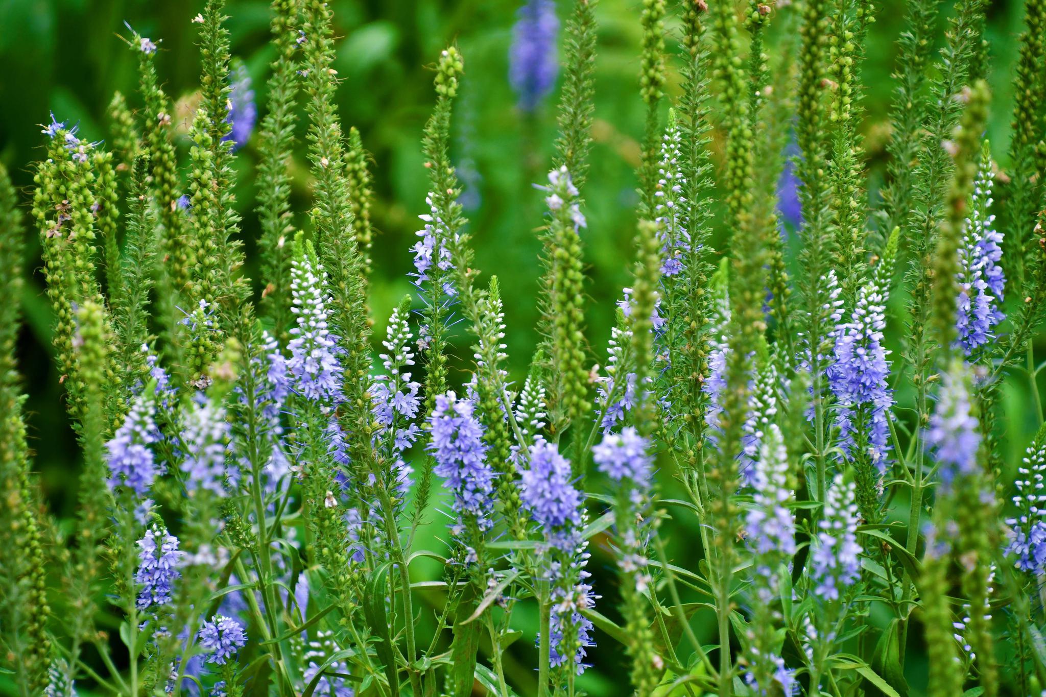穗花婆婆纳,原创拍摄_高清图集_新浪网
