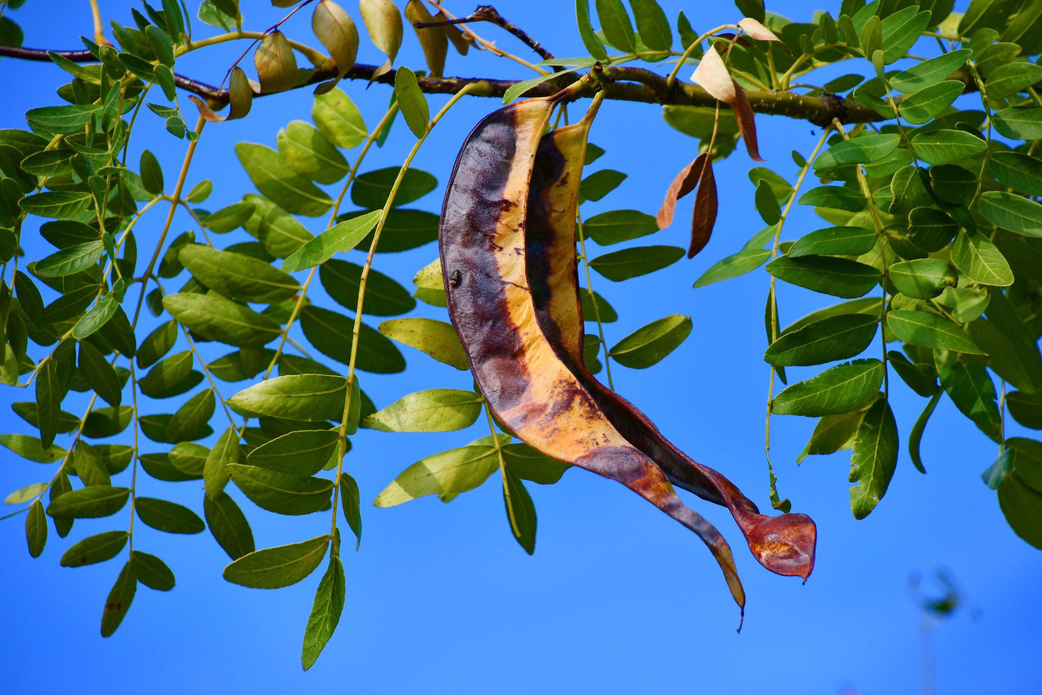 皂角树的果实成熟了,原创拍摄_高清图集_新浪网