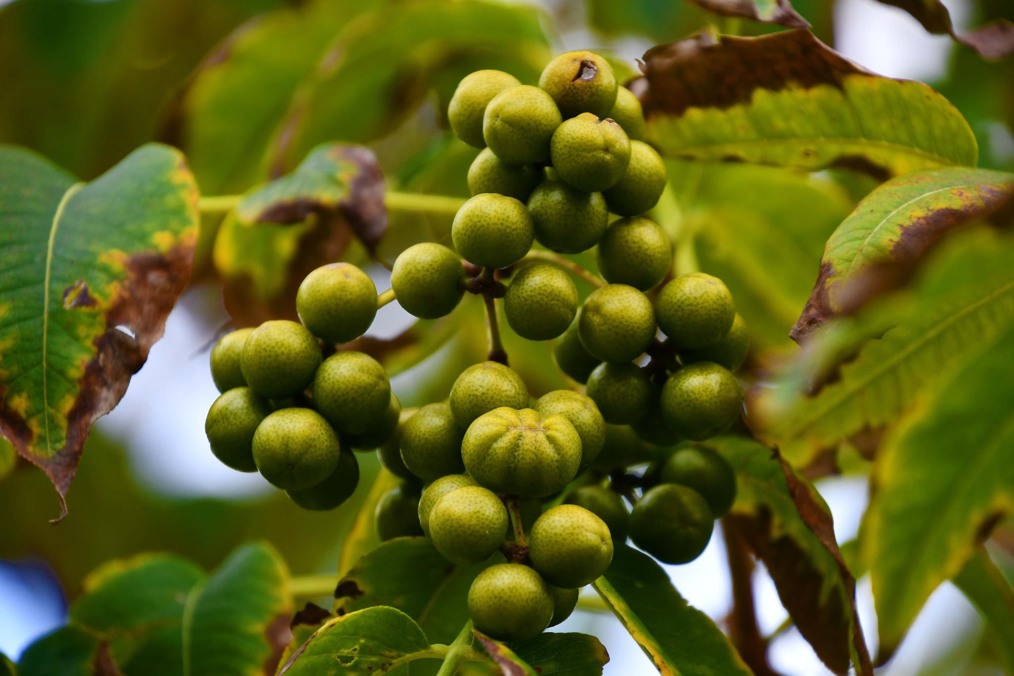 黄檗树青涩的果实原创拍摄