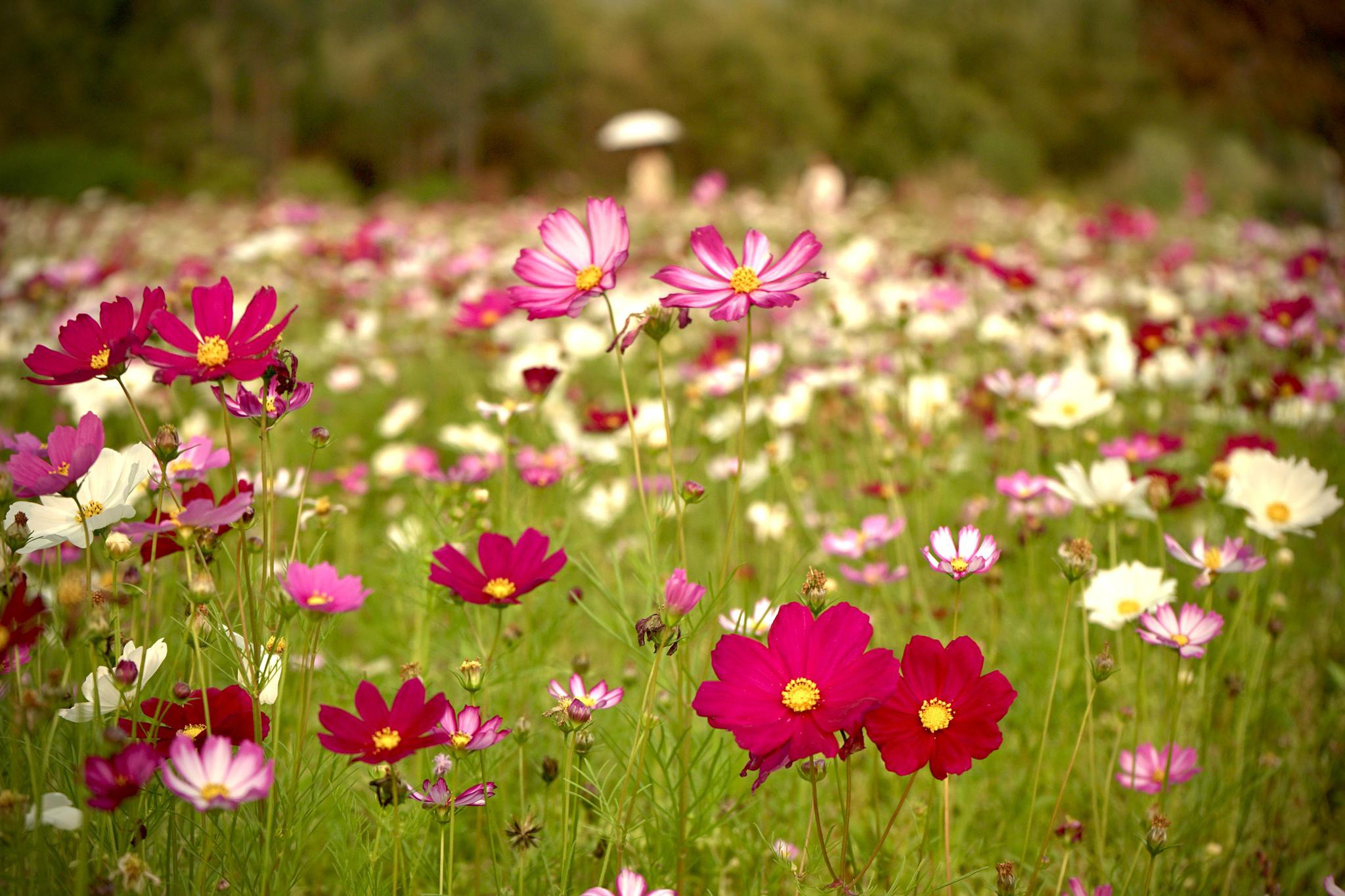 惠州惠东白盆珠格桑花海引客来