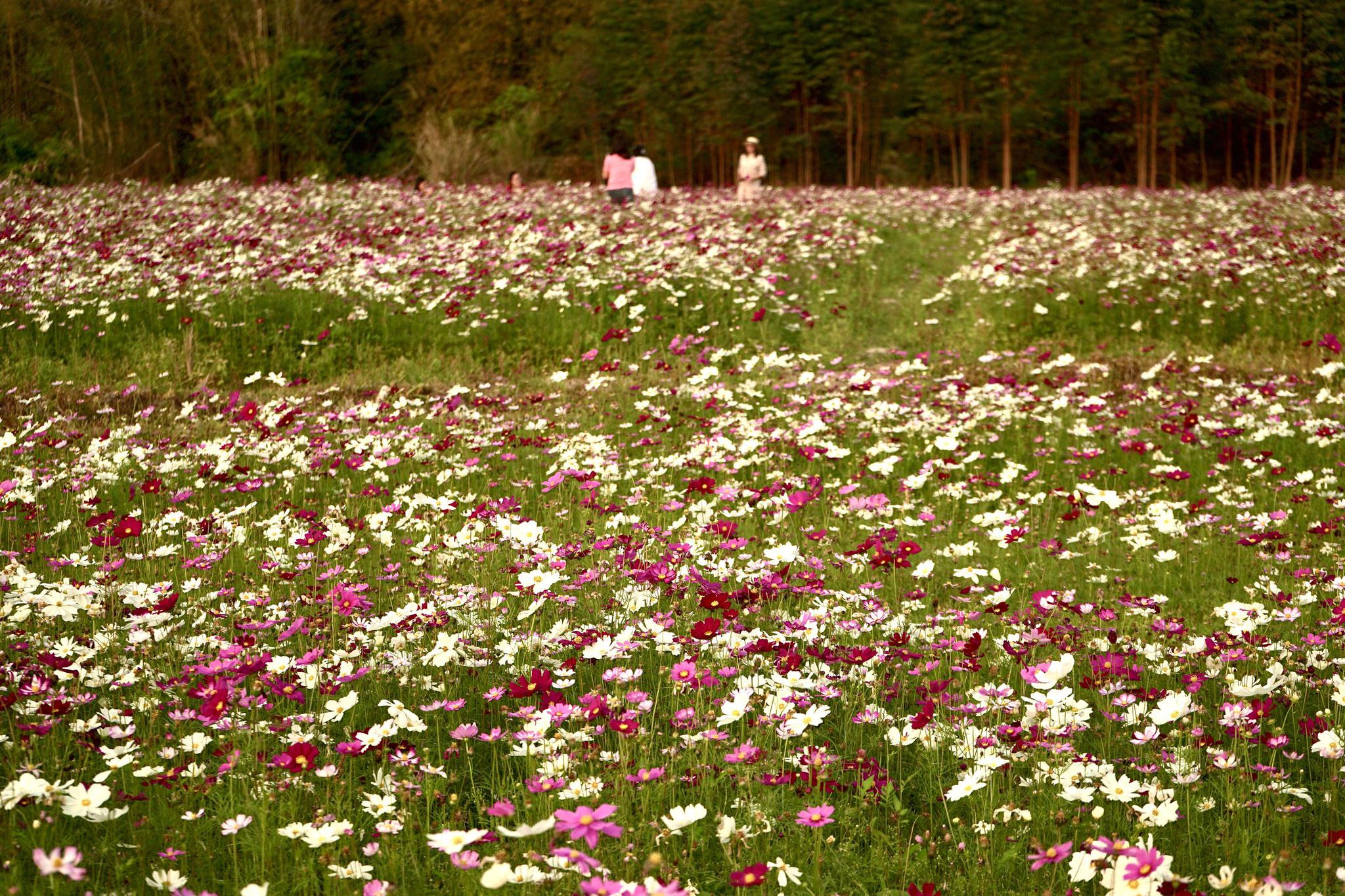 惠州惠东白盆珠:格桑花海引客来|格桑|花海|惠州_新浪新闻