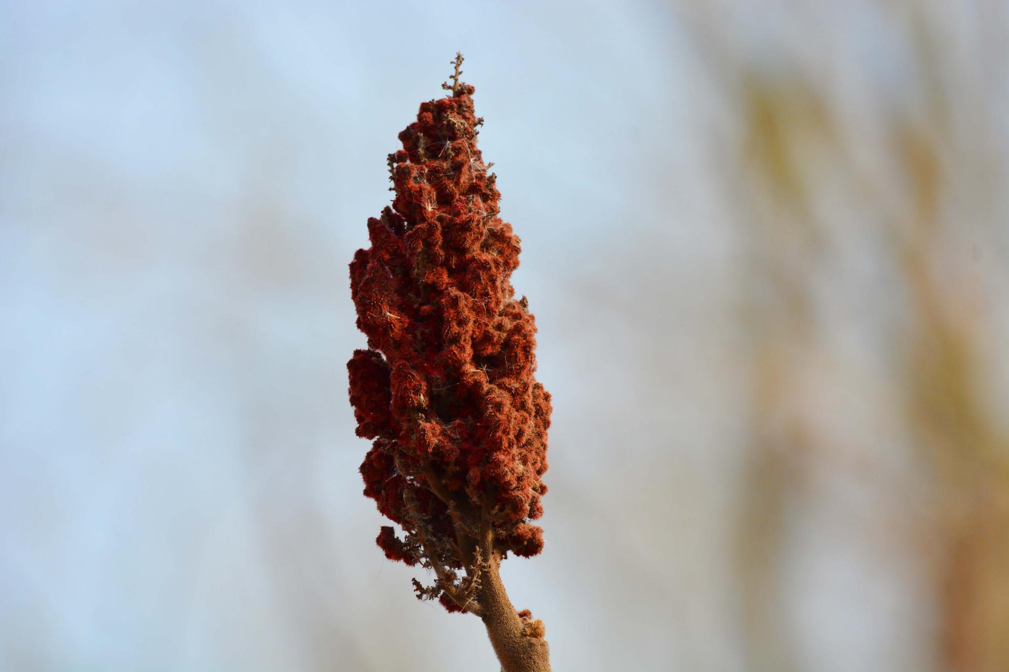 火炬树的火炬形果实,原创拍摄