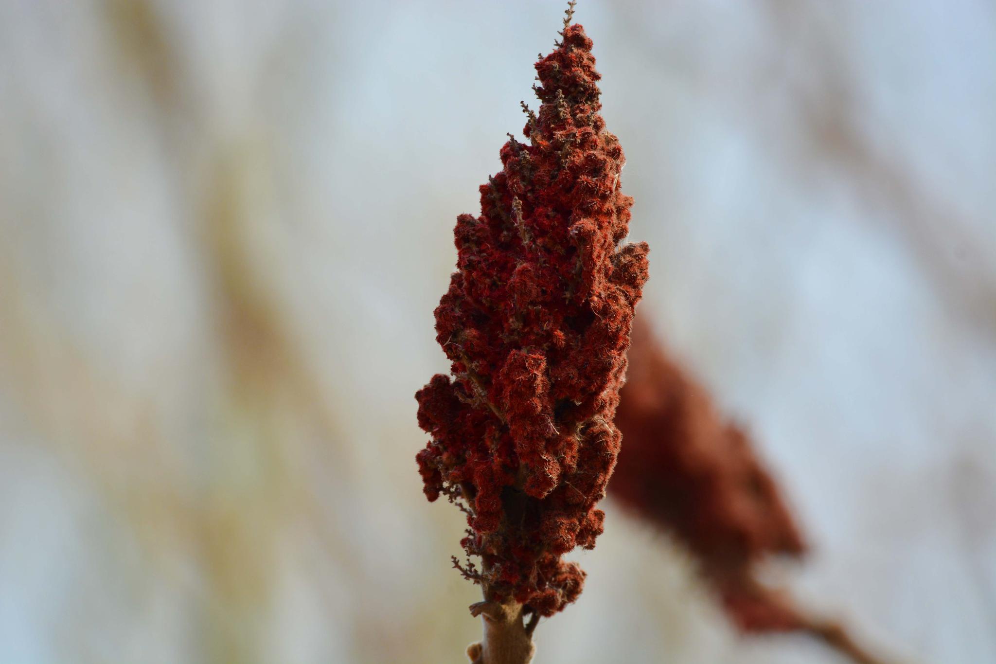 火炬树的火炬形果实,原创拍摄