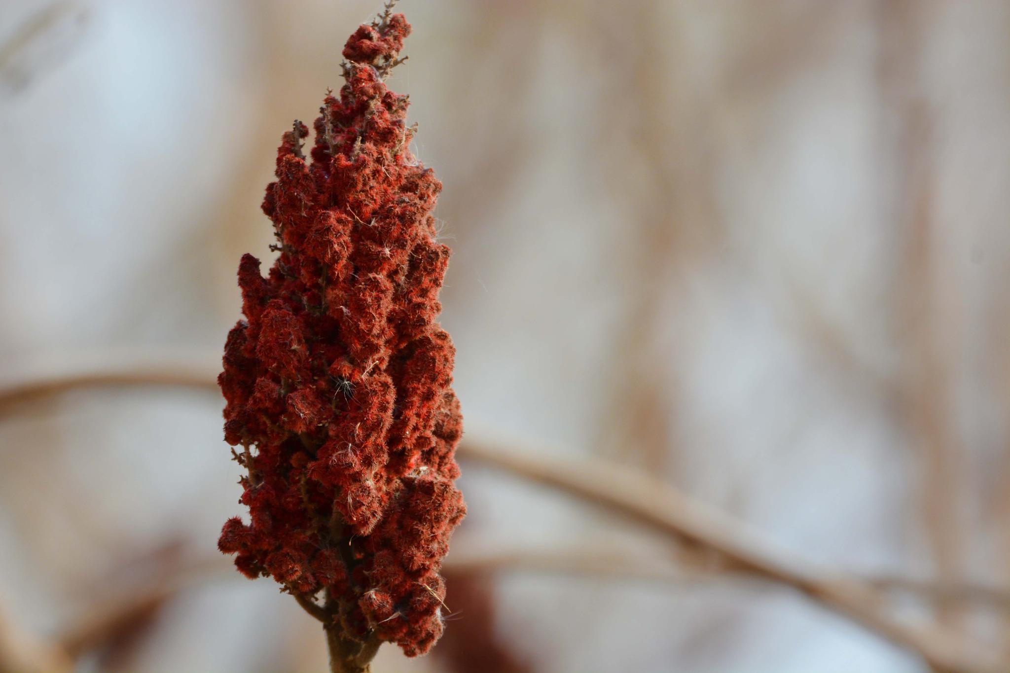 火炬树的火炬形果实,原创拍摄