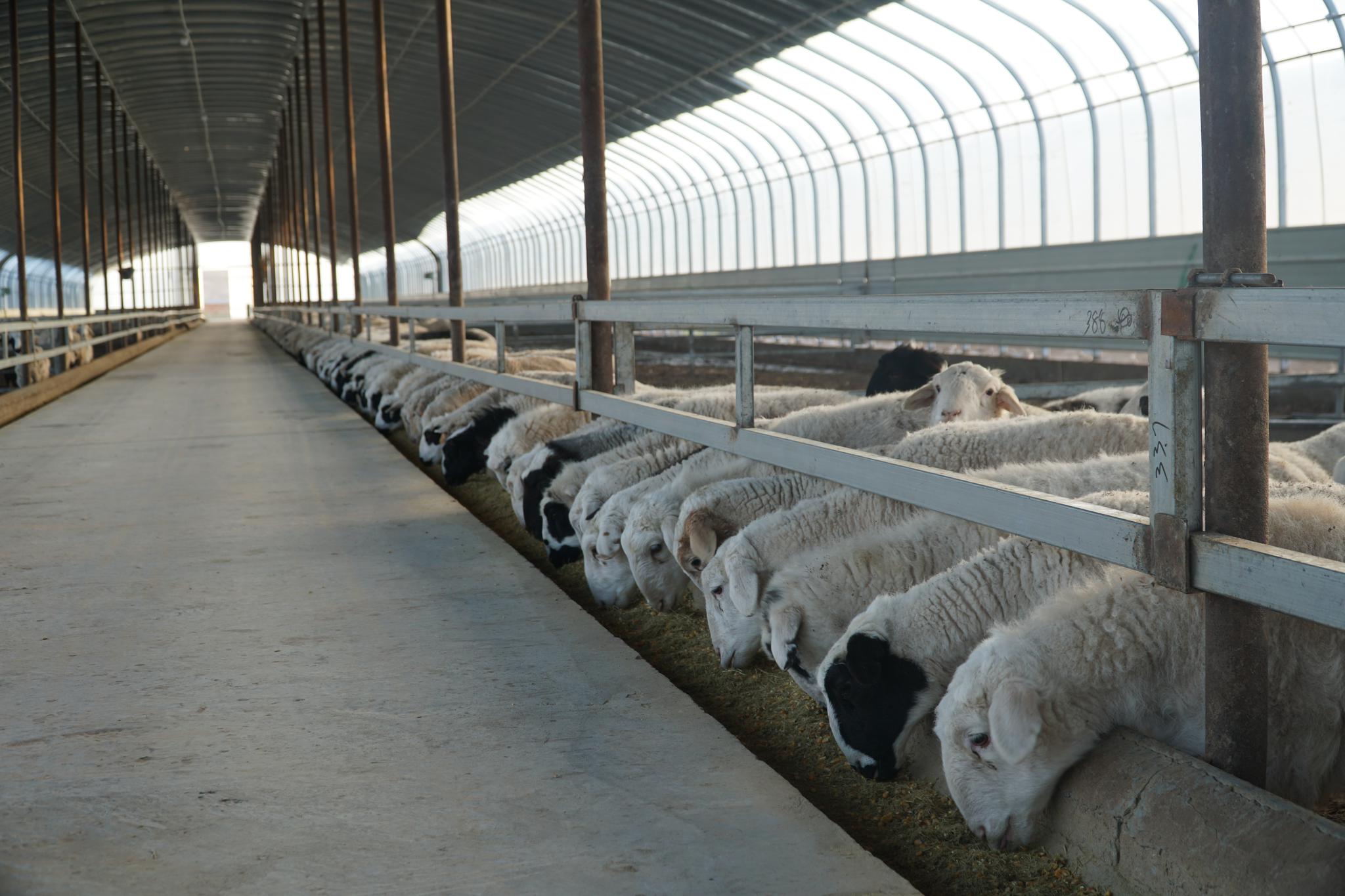 盐池滩羊:私人订制模式能走多远__财经头条