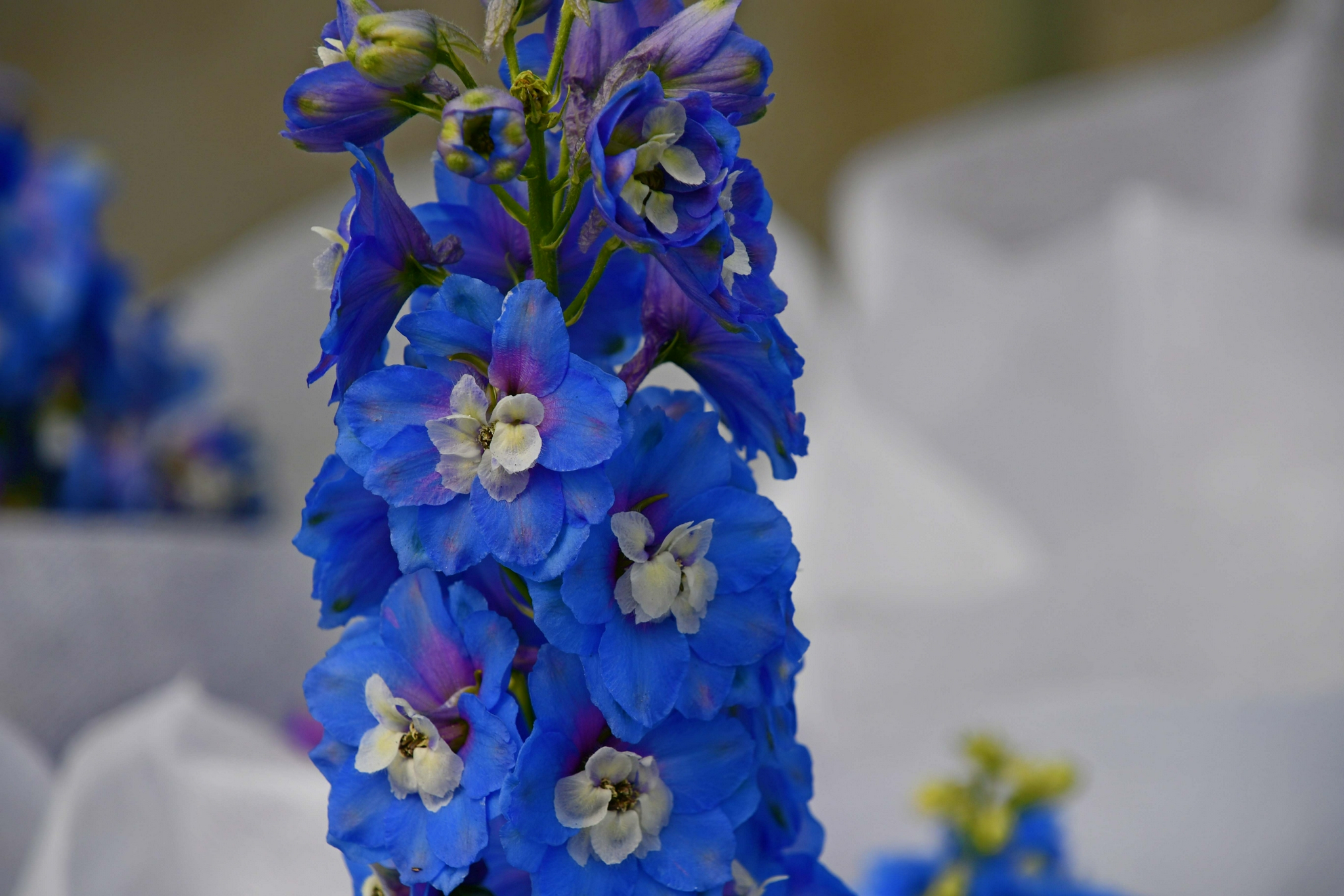 蓝色翠雀花原创拍摄