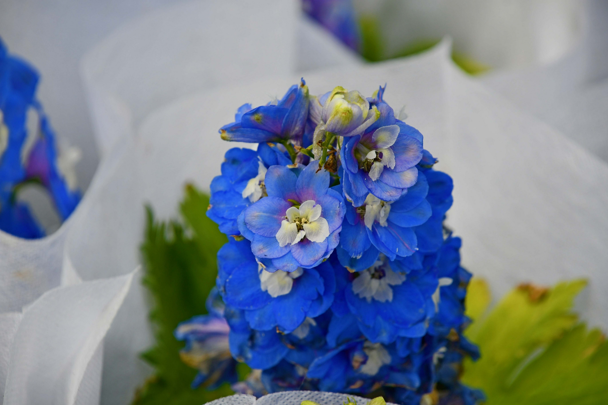 蓝色翠雀花原创拍摄