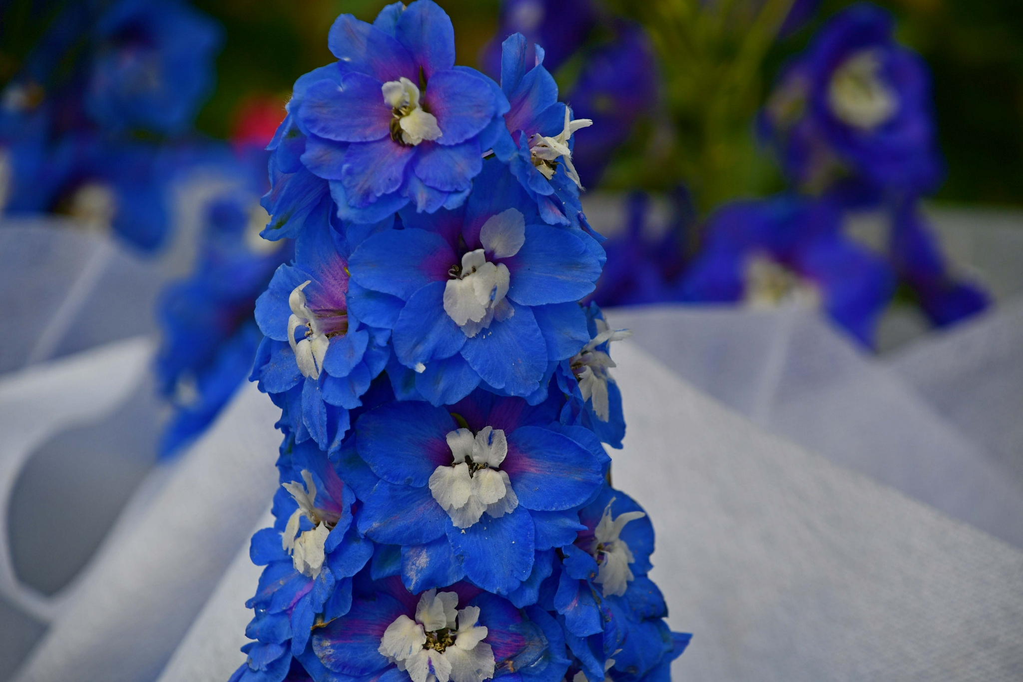 蓝色翠雀花原创拍摄