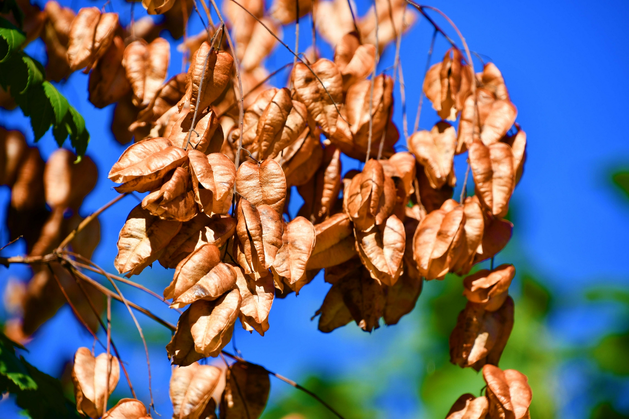 成熟的栾树果实,原创拍摄__财经头条