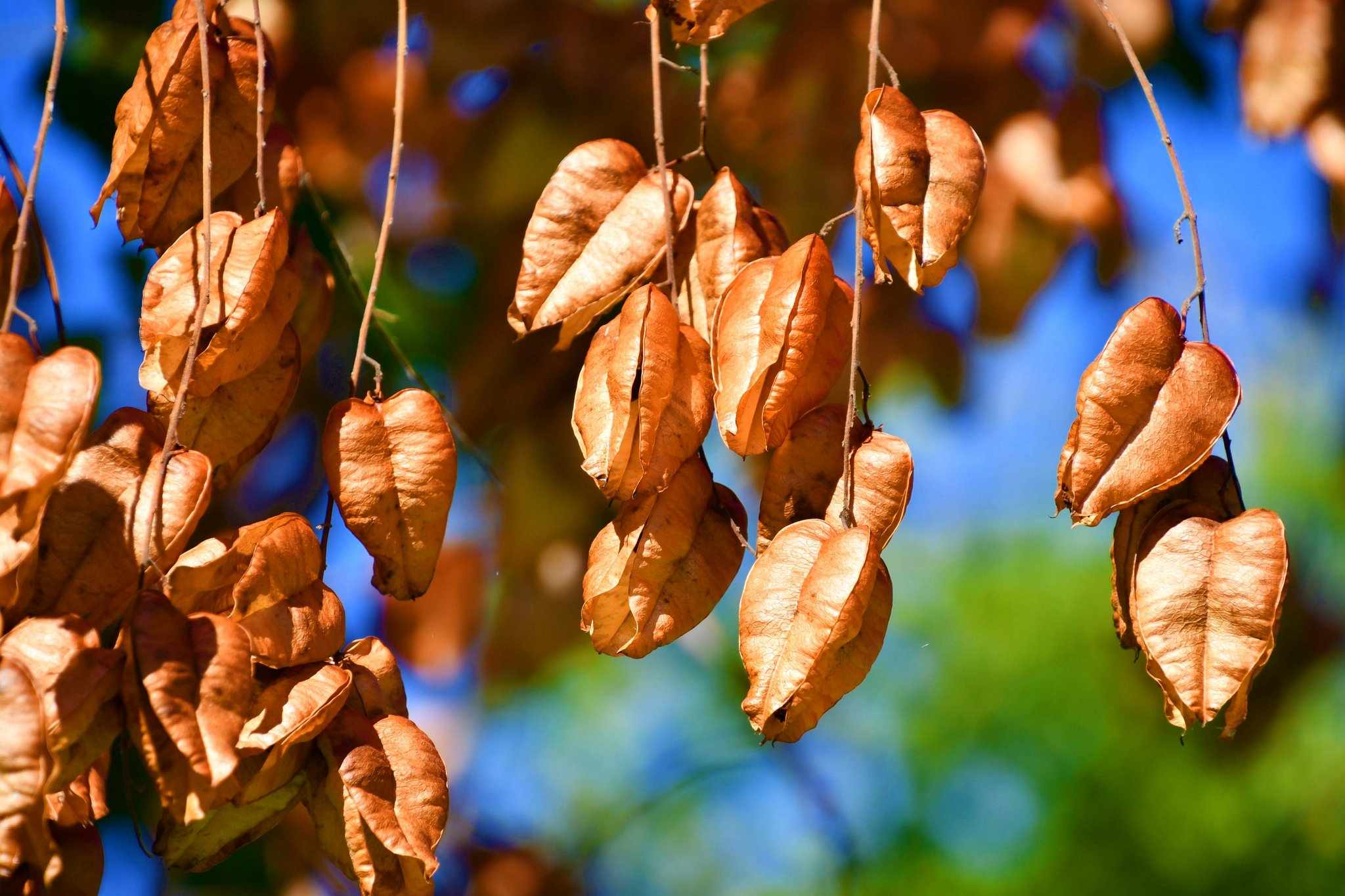 成熟的栾树果实,原创拍摄__财经头条