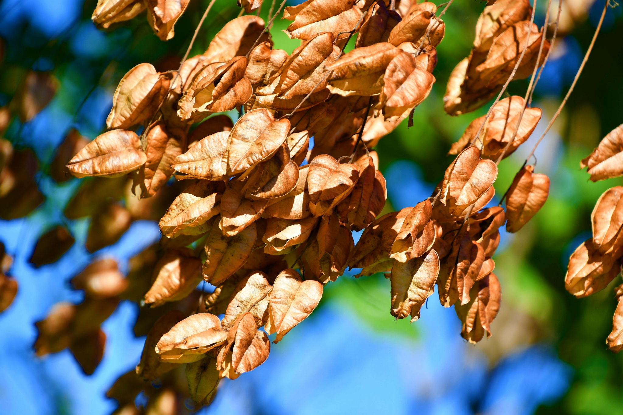 成熟的栾树果实,原创拍摄__财经头条