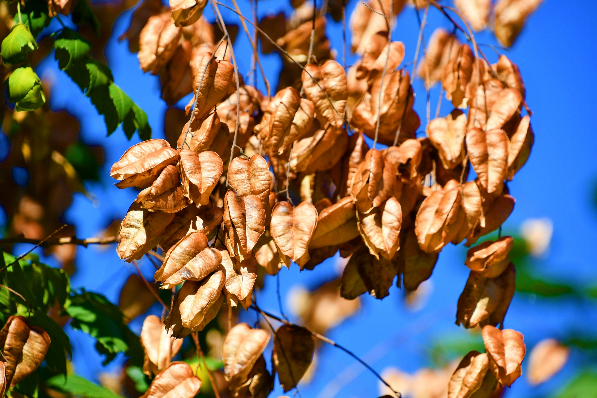 成熟的栾树果实,原创拍摄__财经头条