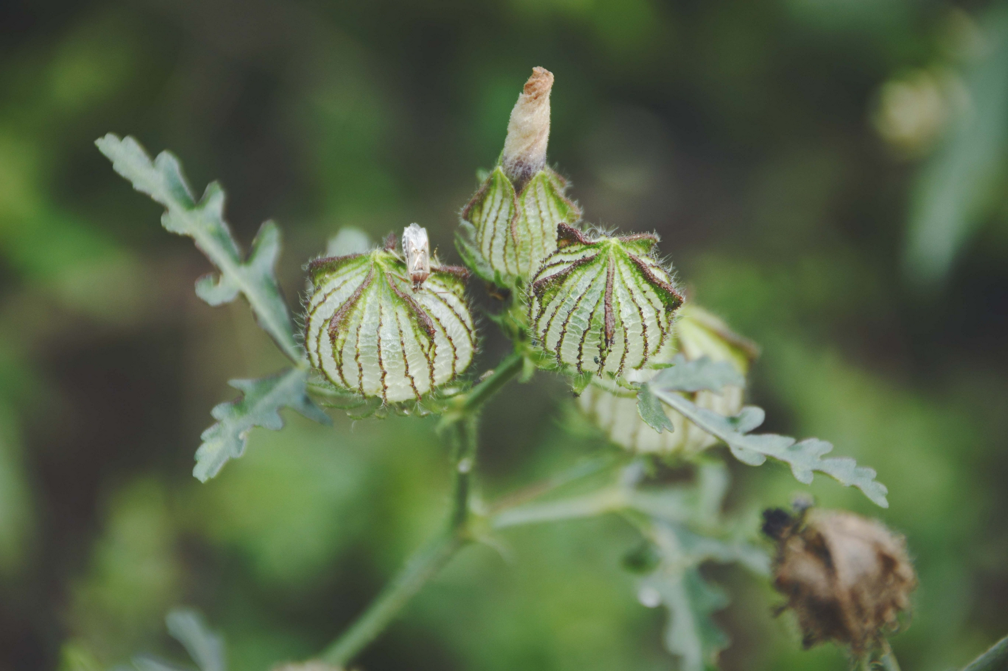 野西瓜苗果实,原创拍摄|野西瓜|果实|原创_新浪新闻