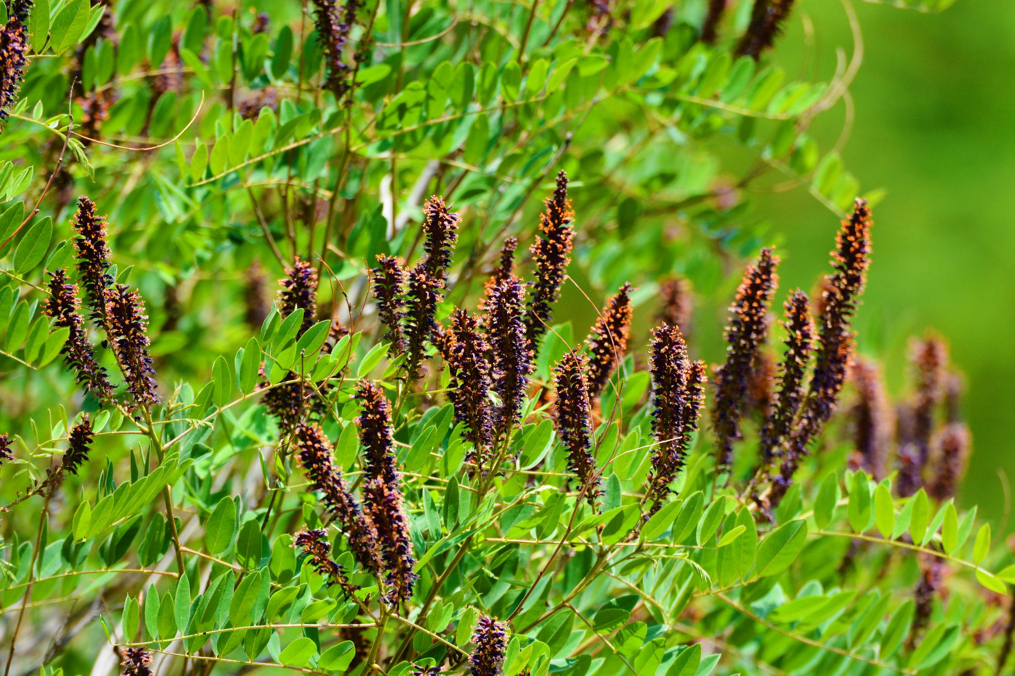 紫穗槐花穗原创拍摄