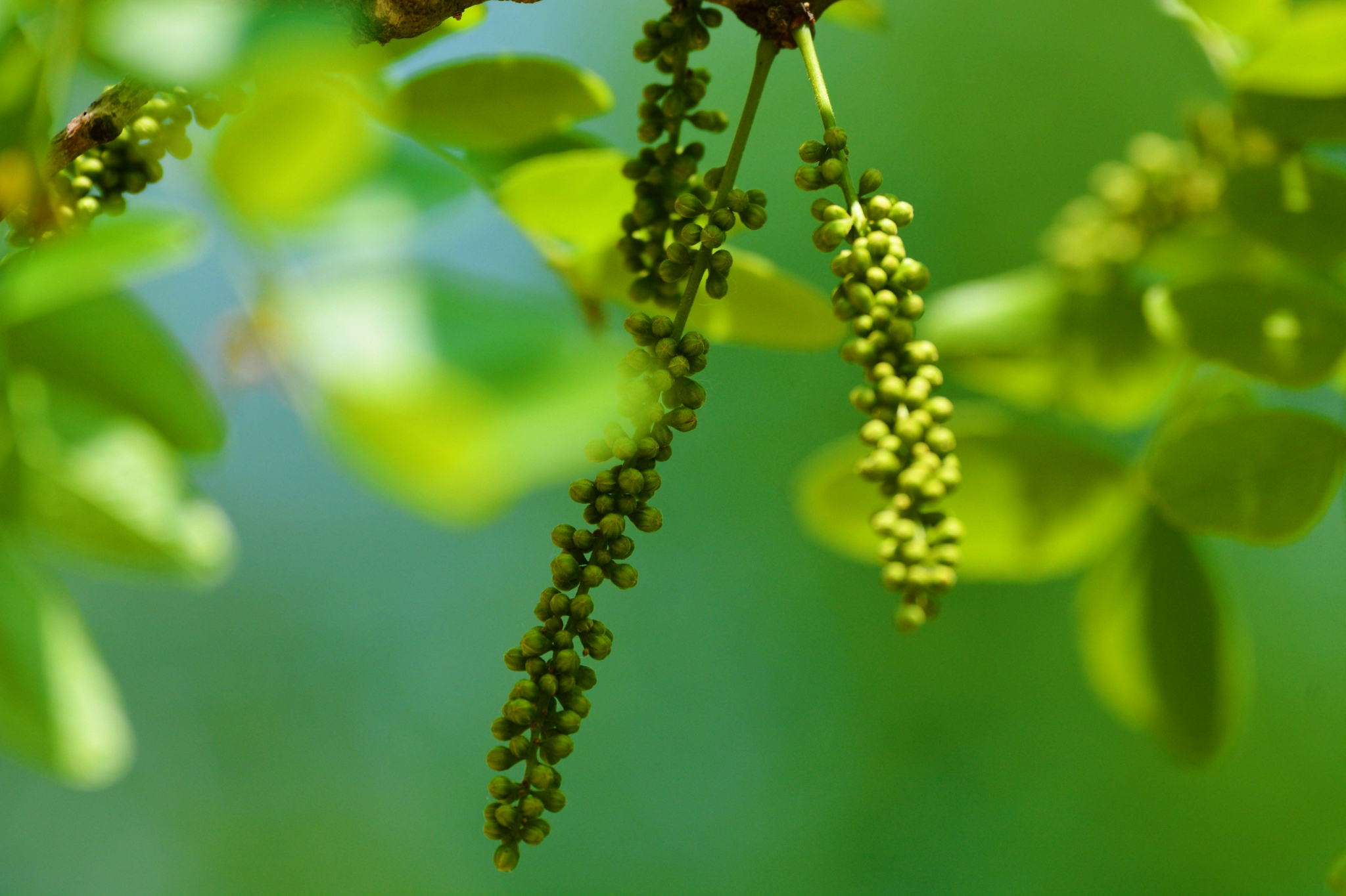 皂角树花穗原创拍摄