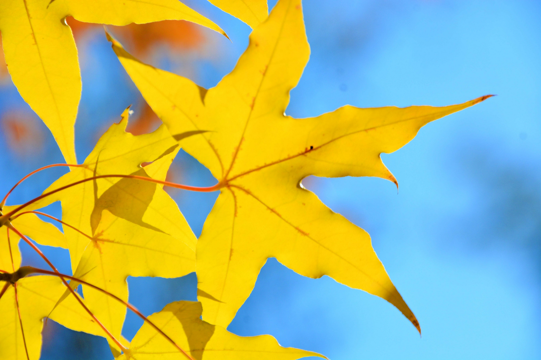 金色枫叶金色梦想,原创拍摄_高清图集_新浪网