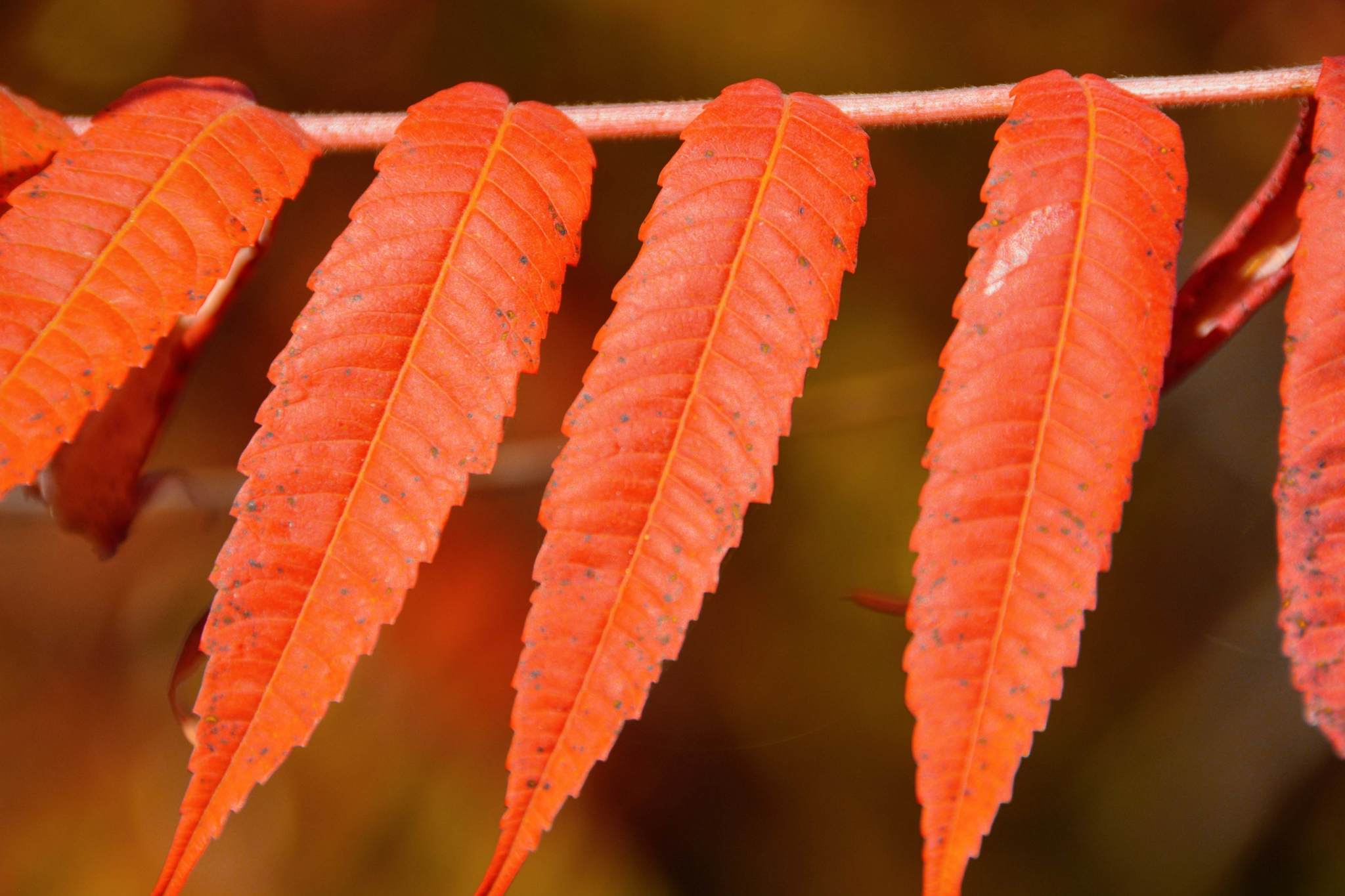 火炬树叶色彩斑斓原创拍摄