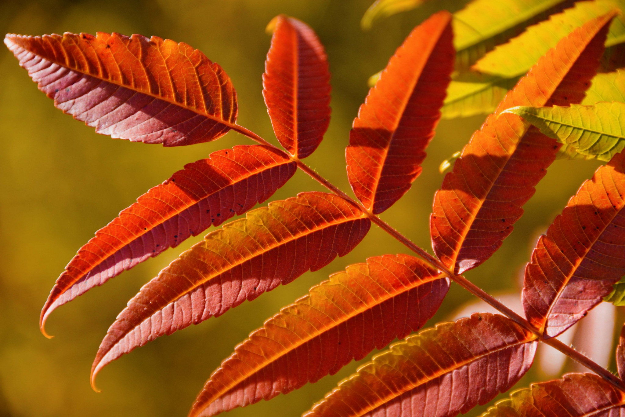 火炬树叶色彩斑斓原创拍摄