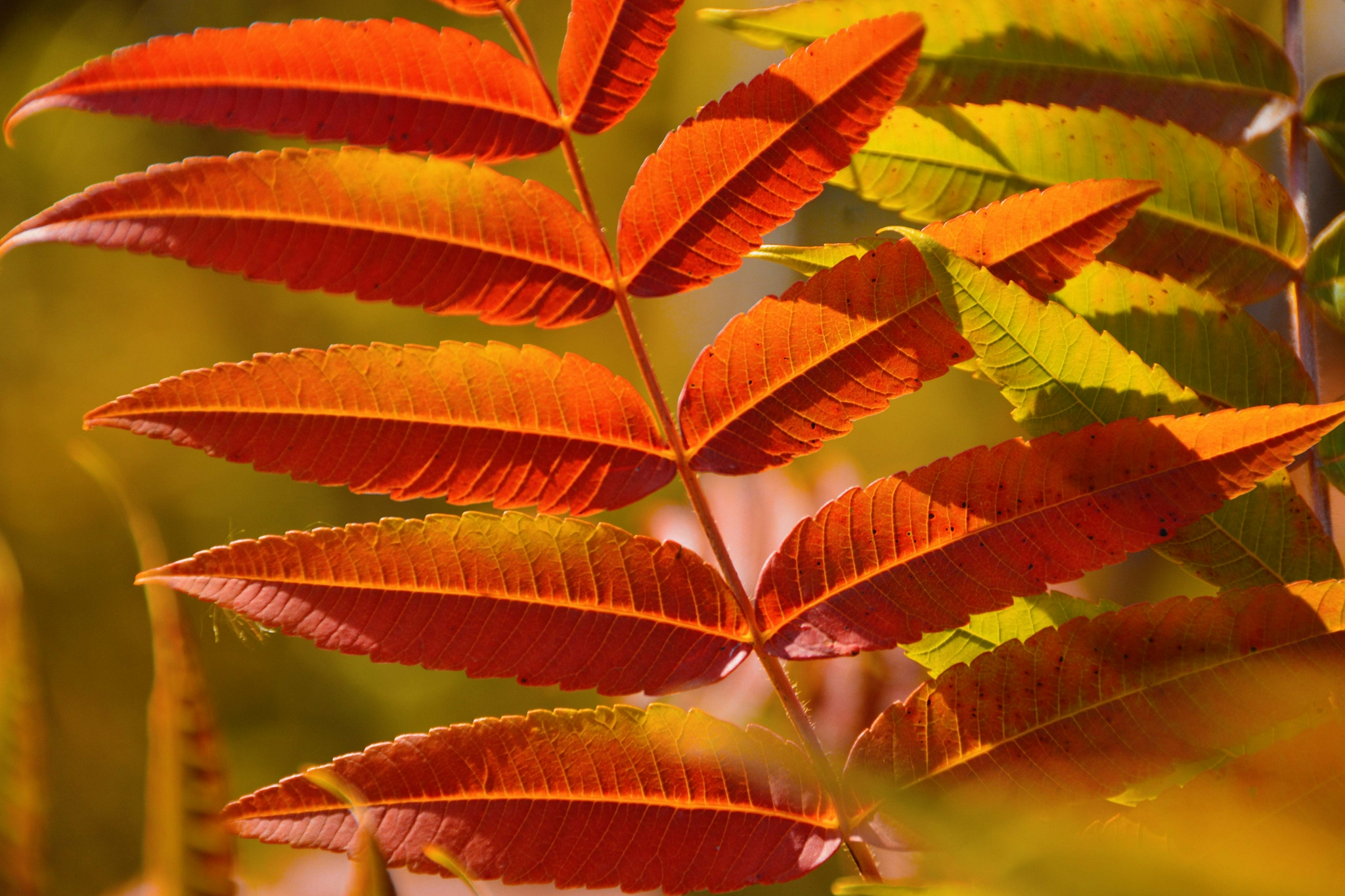 火炬树叶色彩斑斓原创拍摄