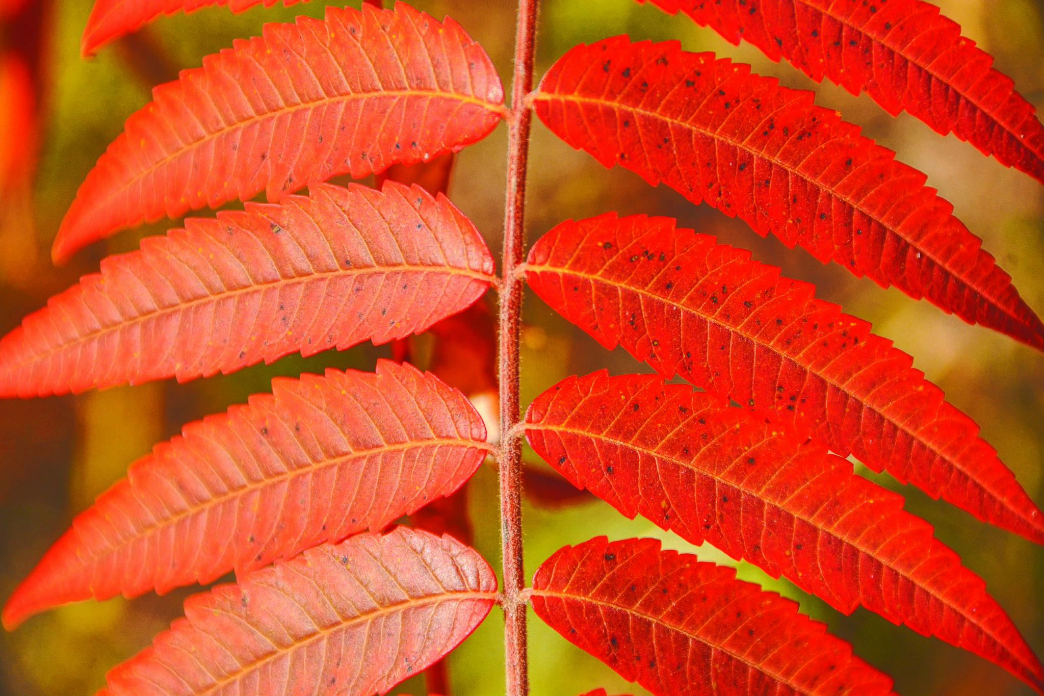 火炬树叶色彩斑斓原创拍摄