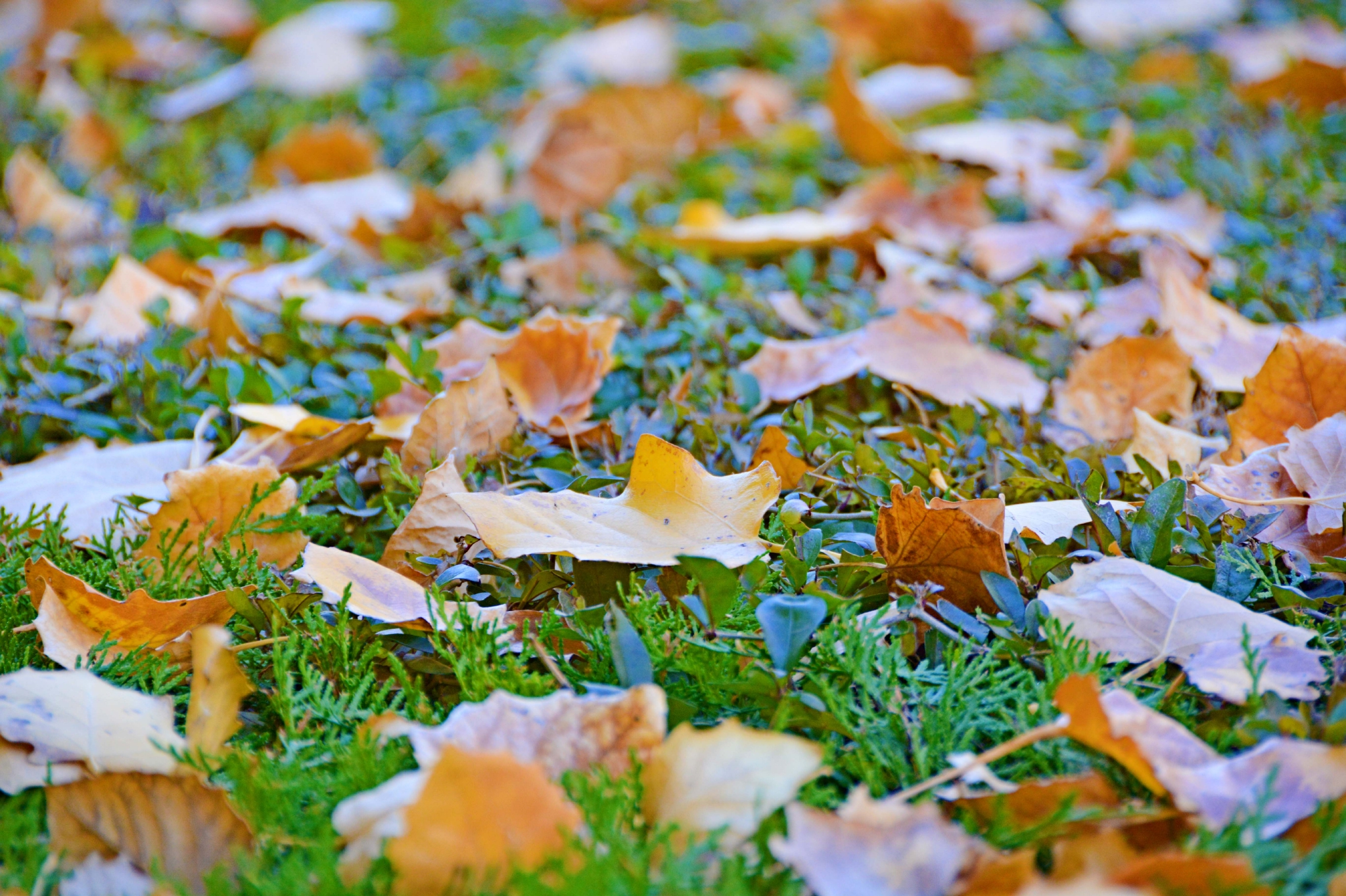 秋天的落叶原创拍摄