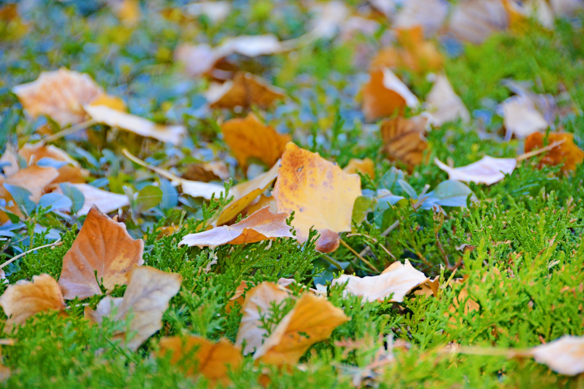 秋天的落叶原创拍摄