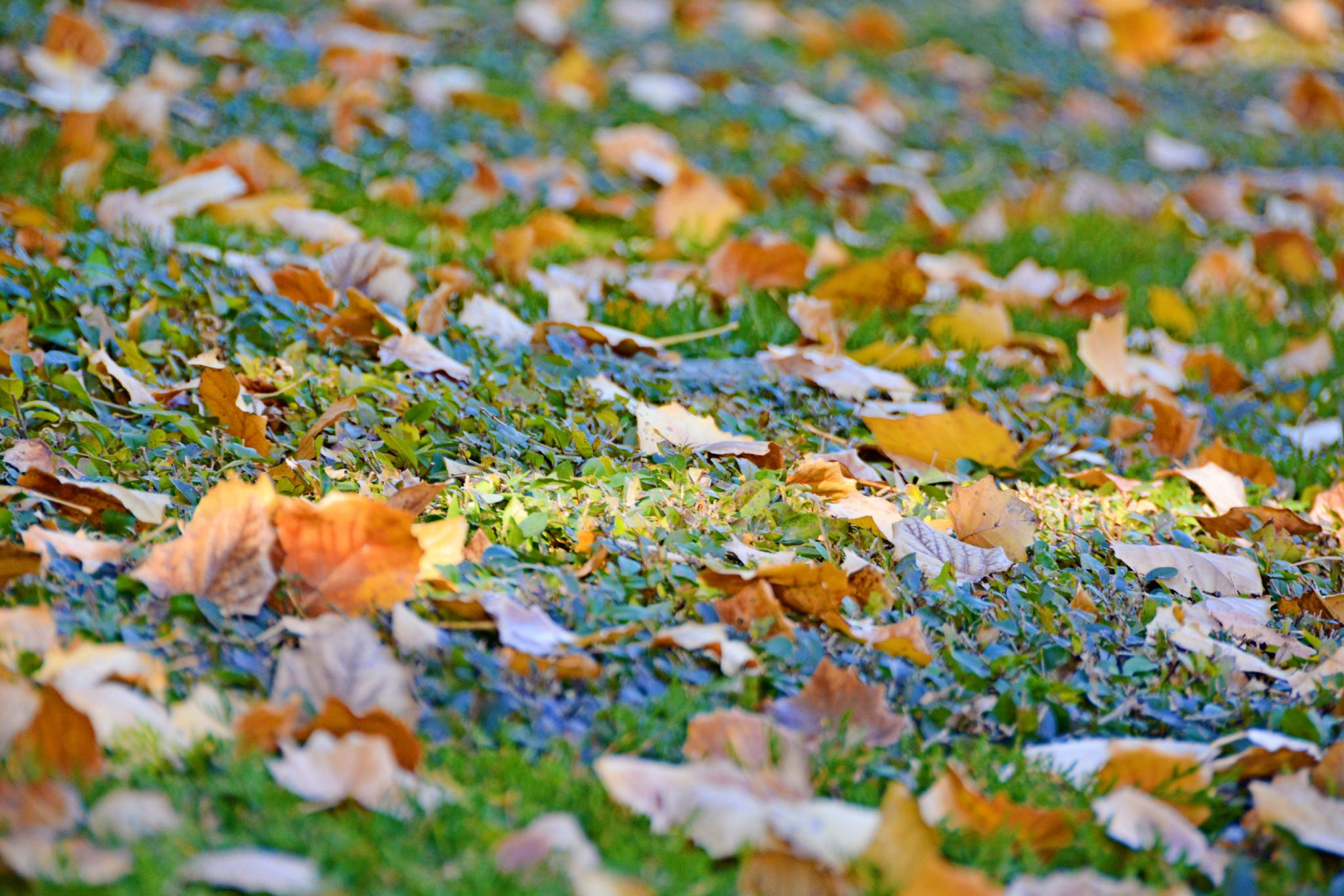 秋天实拍照片落叶图片