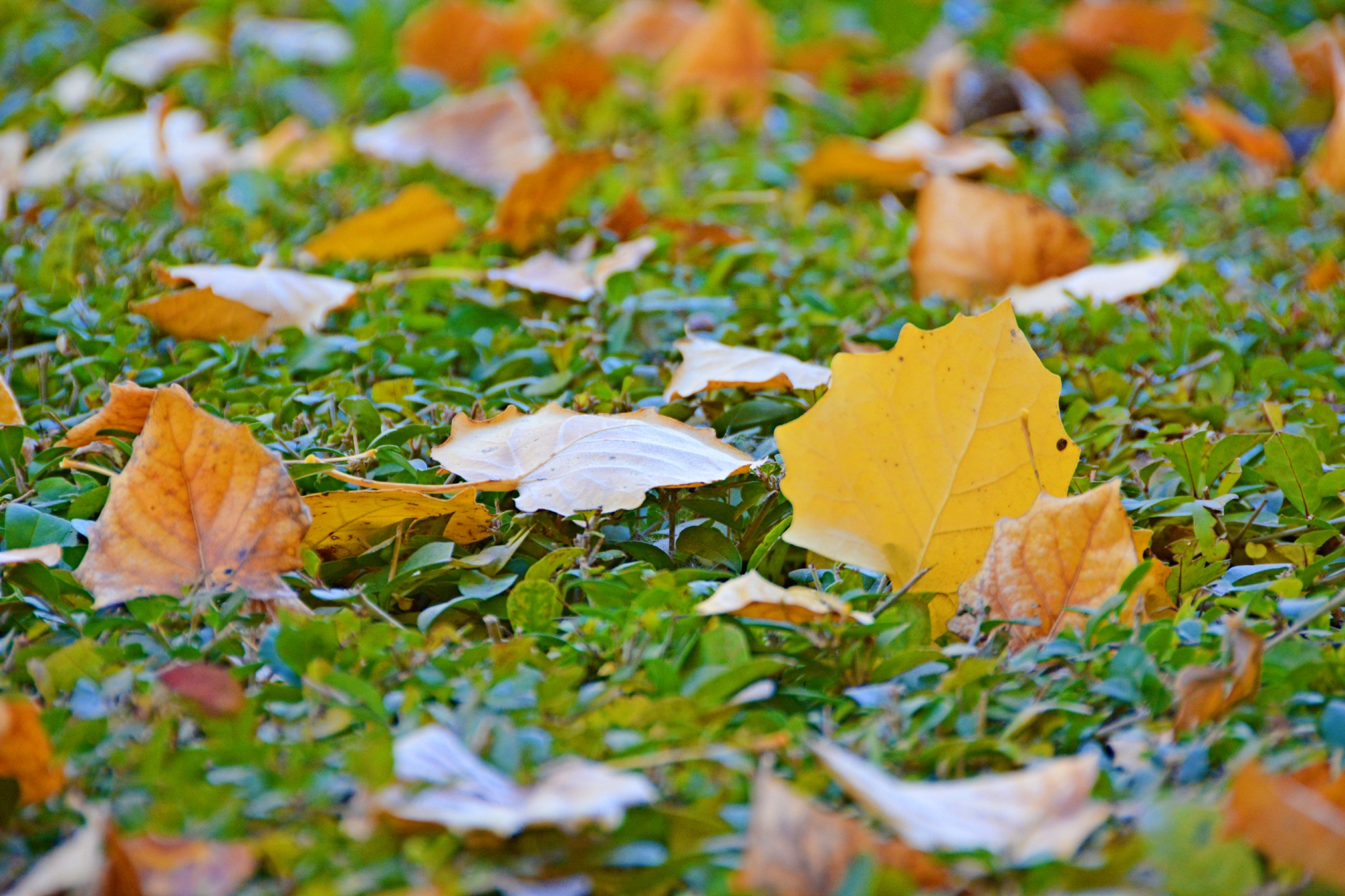 秋天的落叶原创拍摄