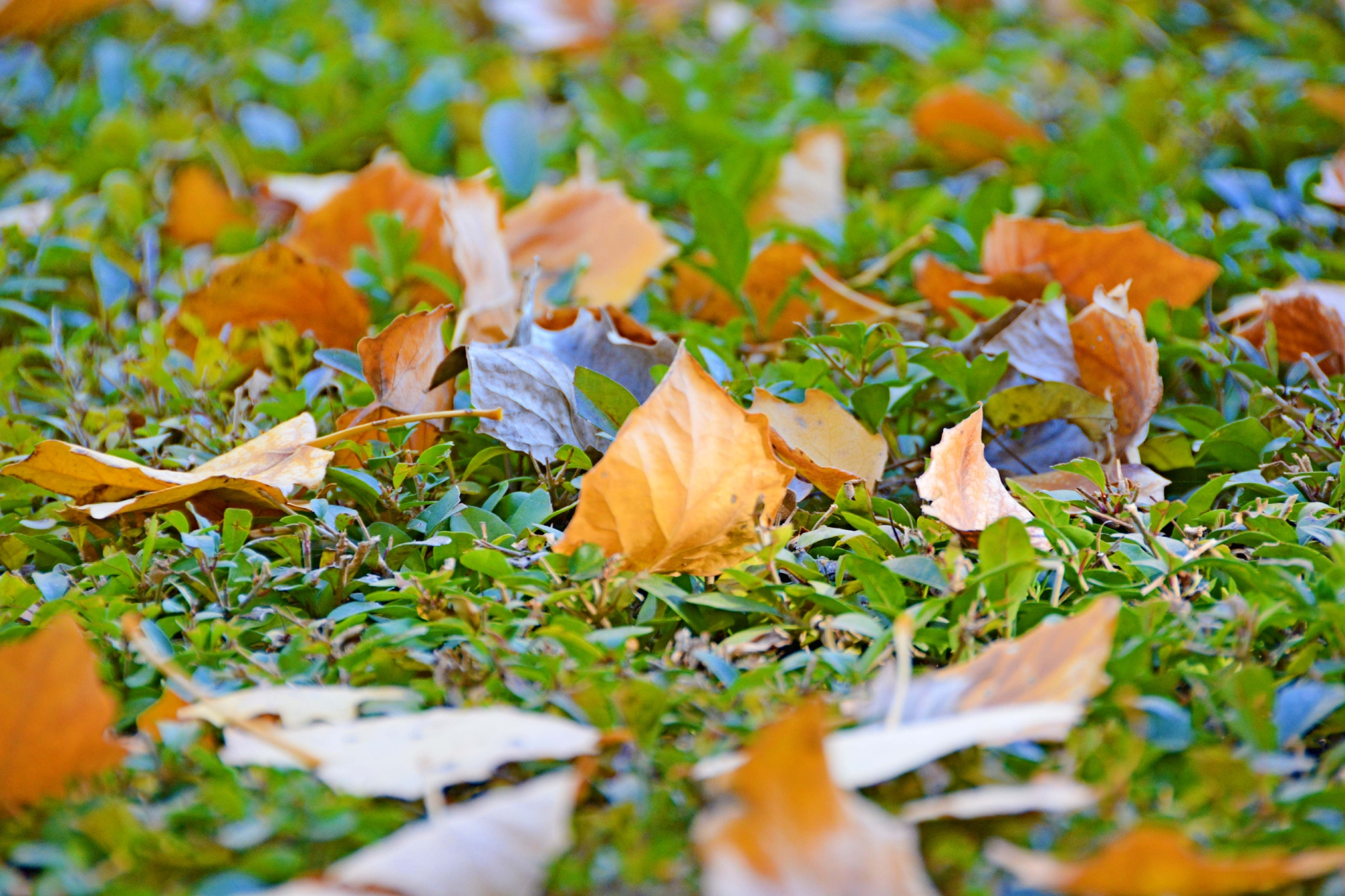 秋天实拍照片落叶图片