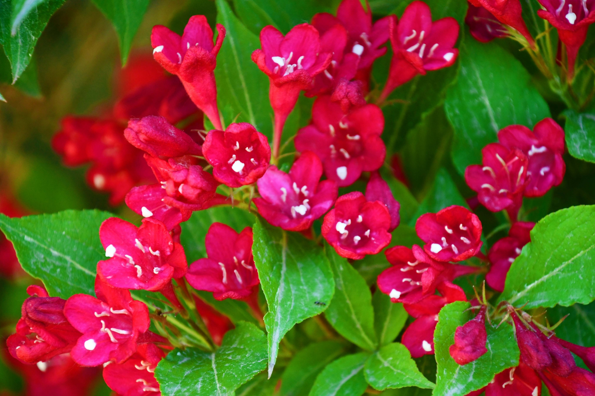 红红火火锦带花,原创拍摄_高清图集_新浪网