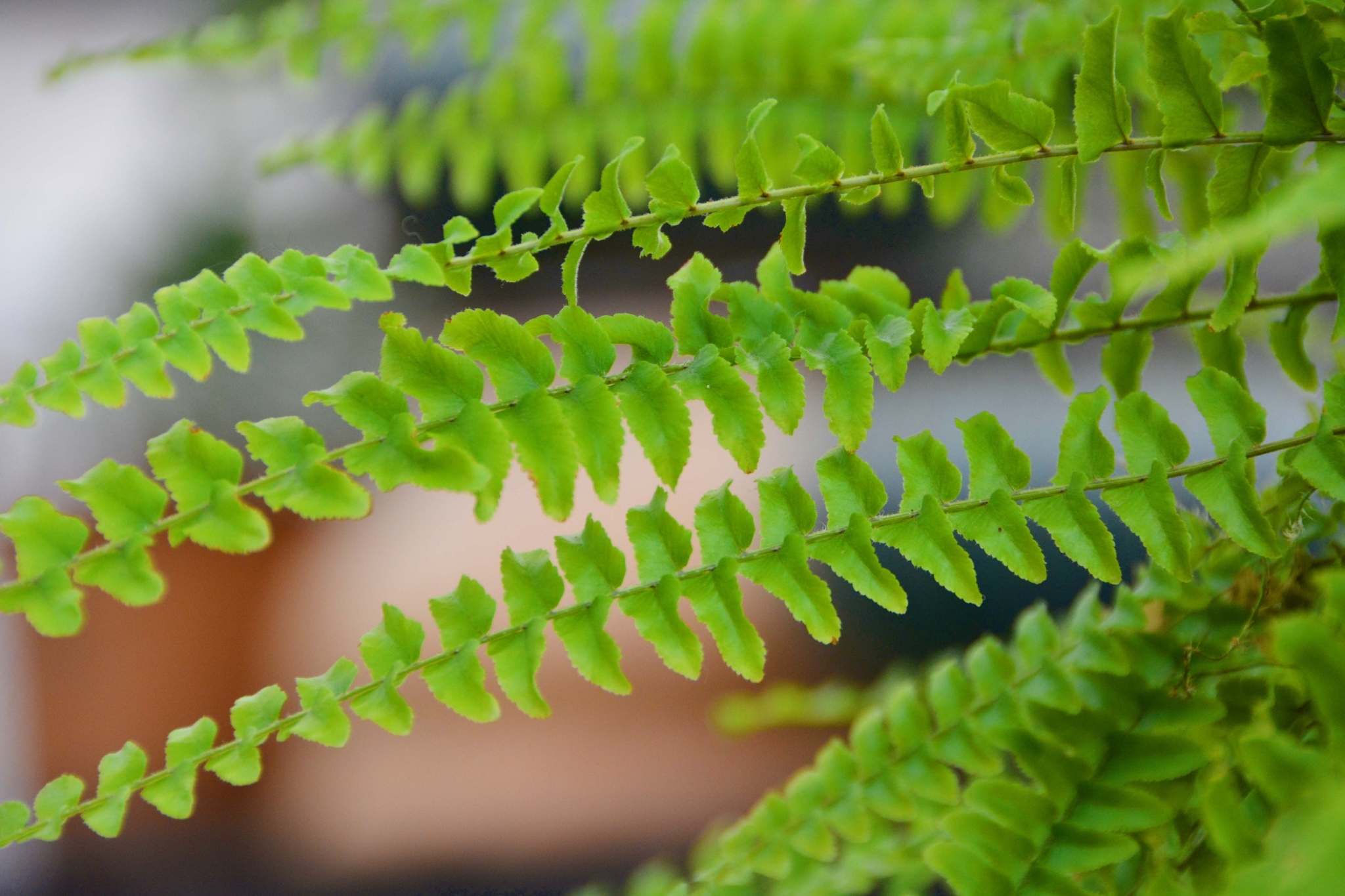 蕨类植物原创拍摄