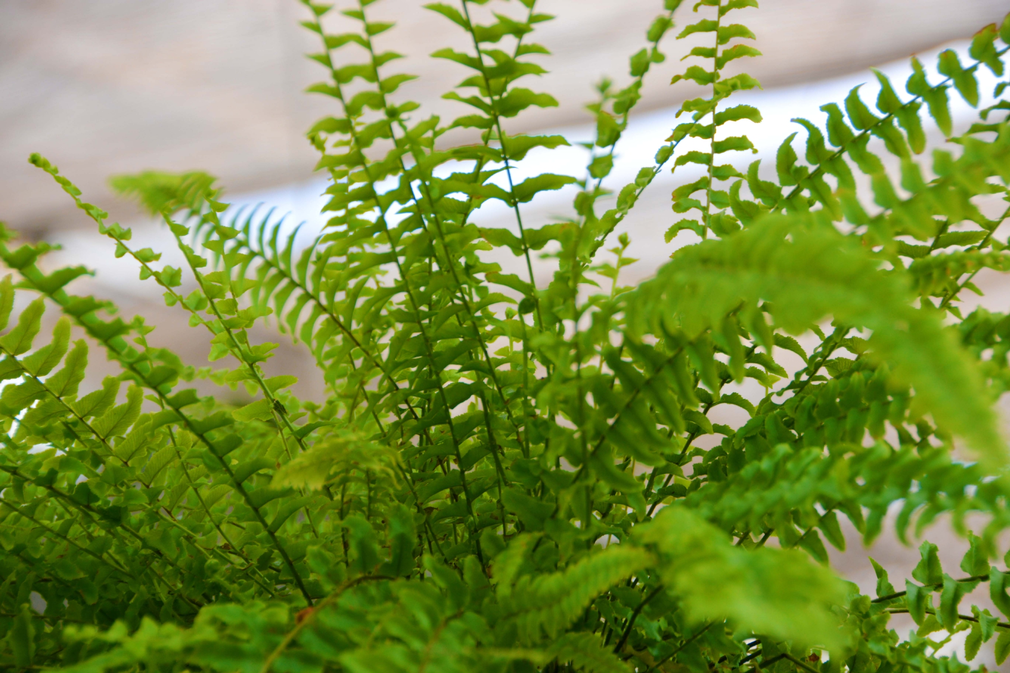 蕨类植物原创拍摄