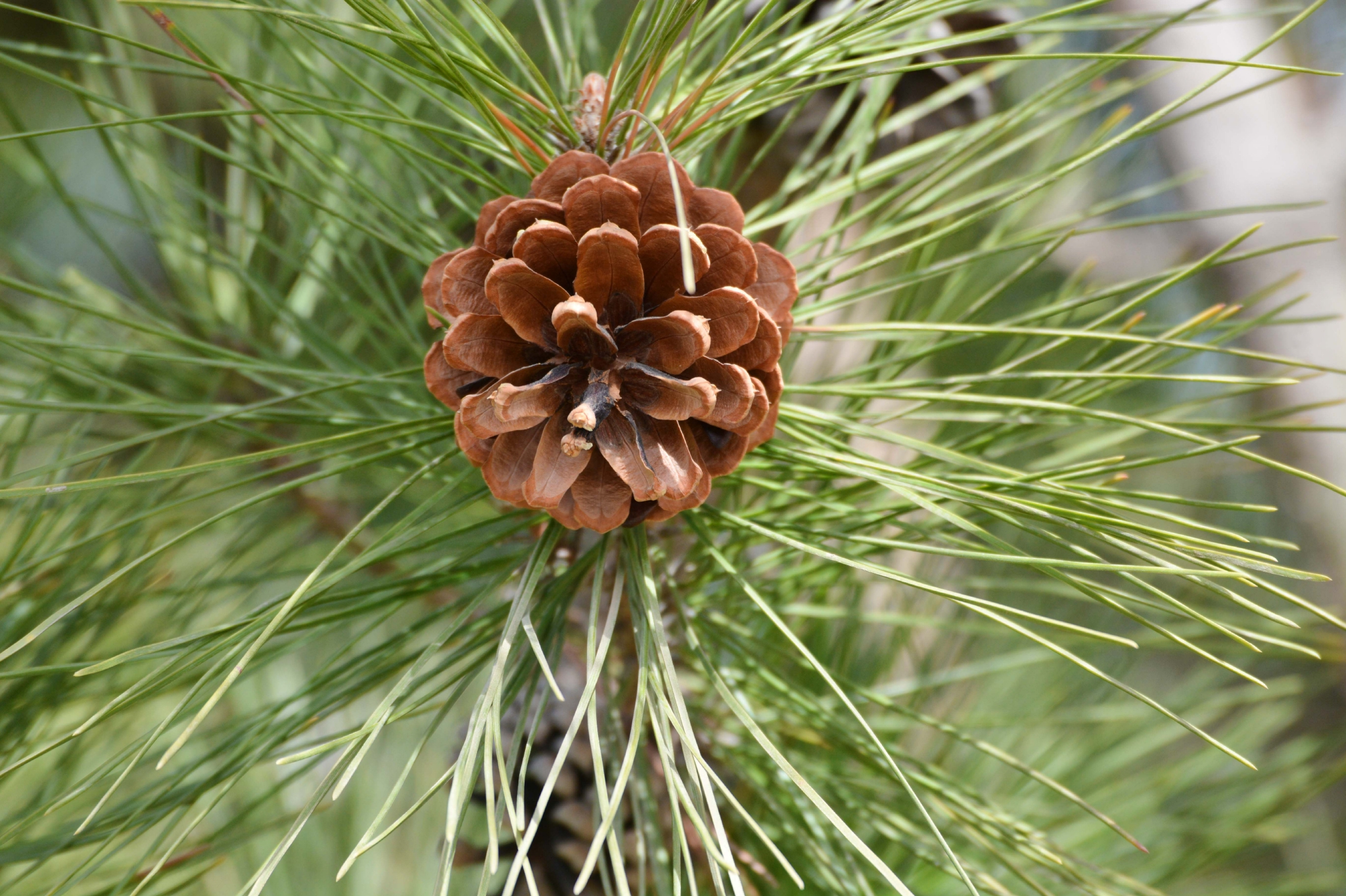马尾松成熟的果实,原创拍摄