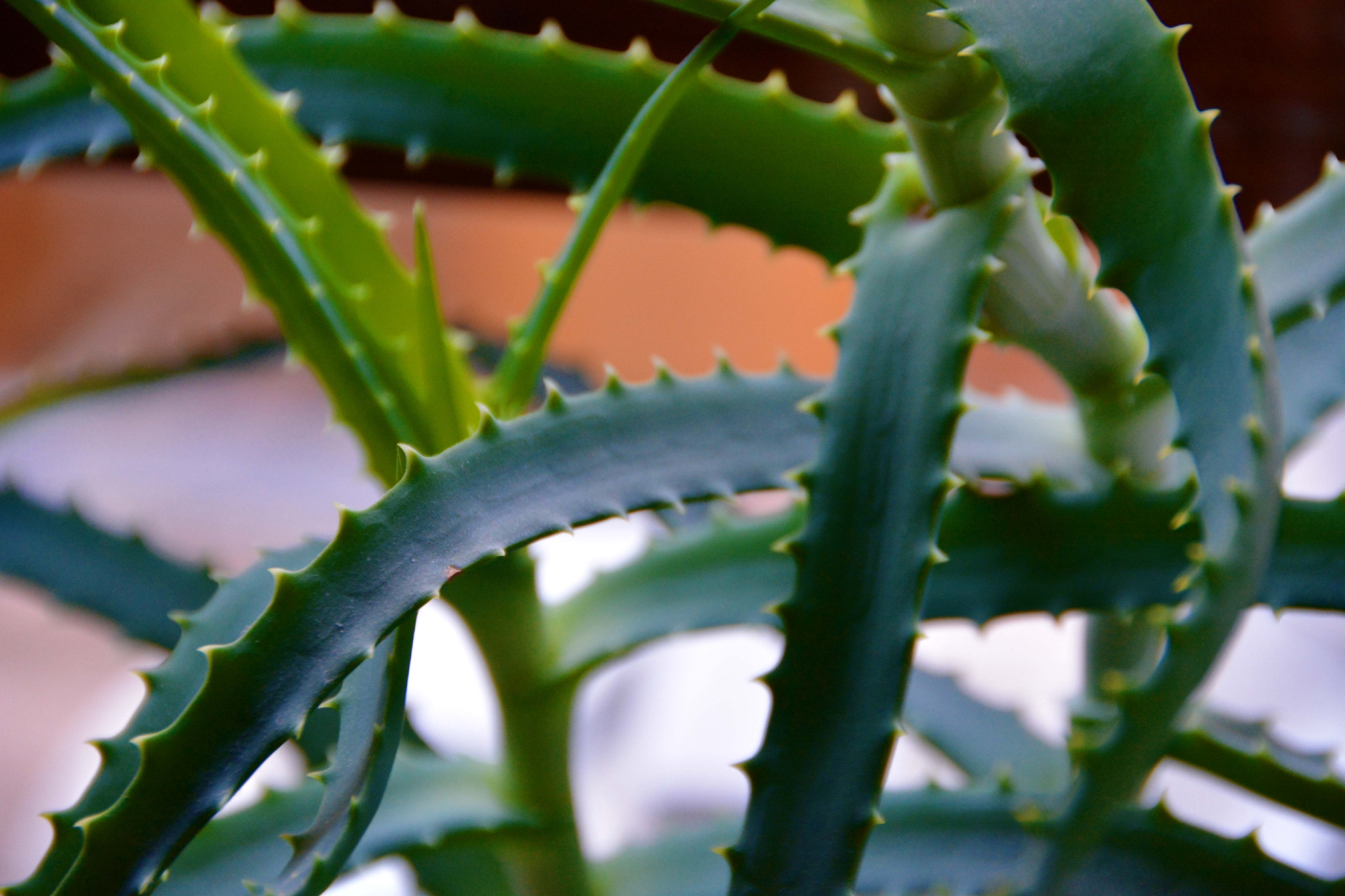 木立芦荟原创拍摄