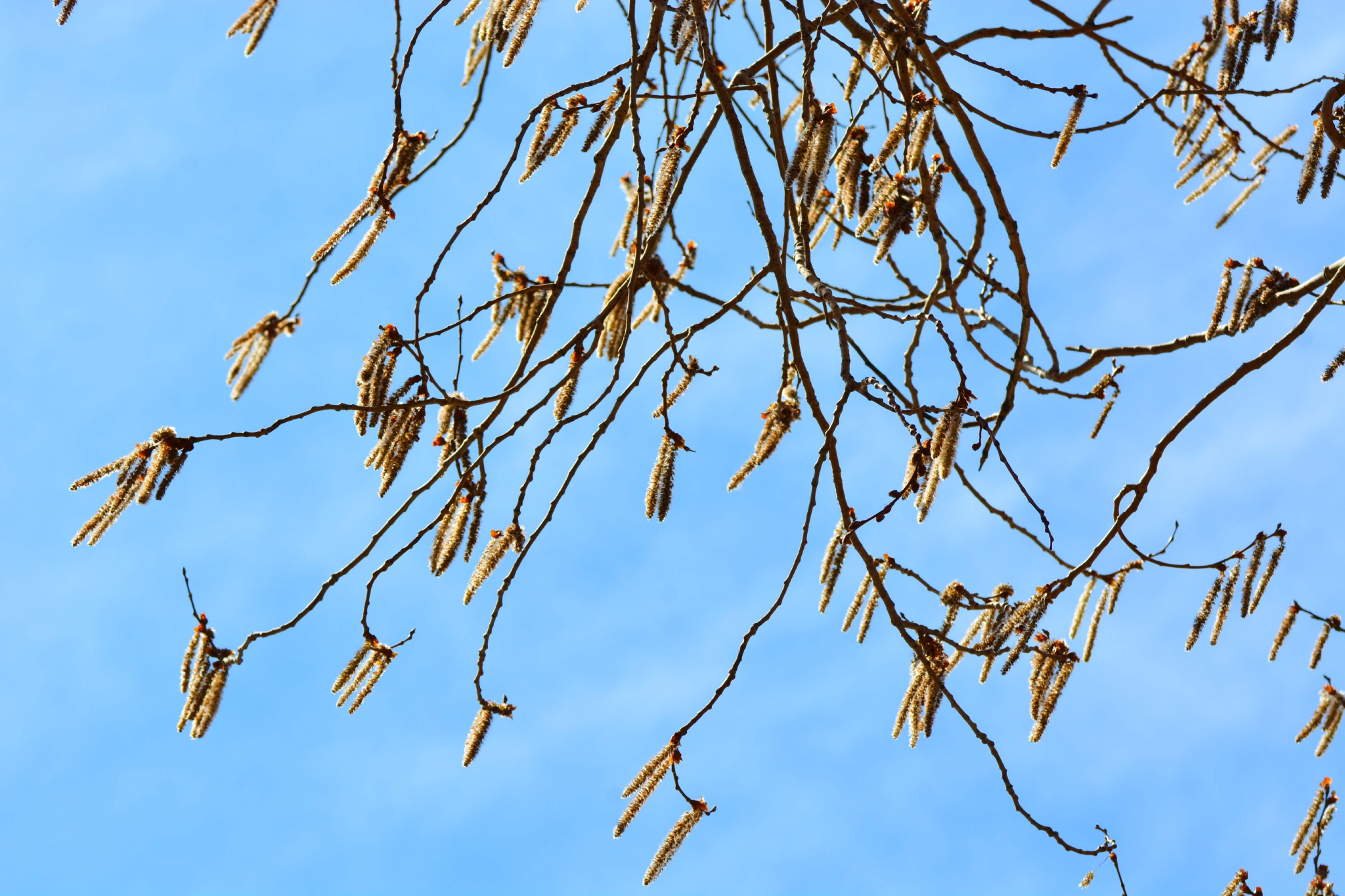 春天的白杨树花,原创拍摄_高清图集_新浪网