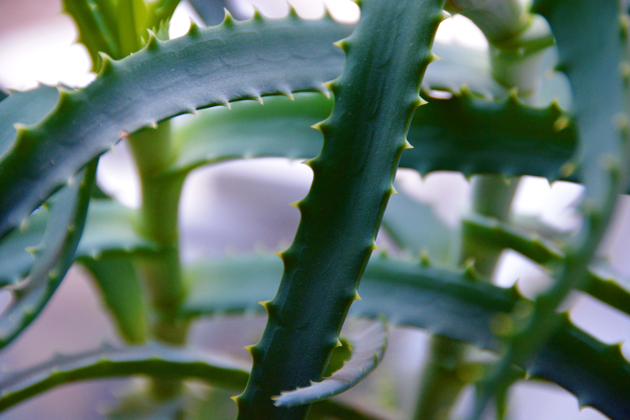 木立芦荟原创拍摄