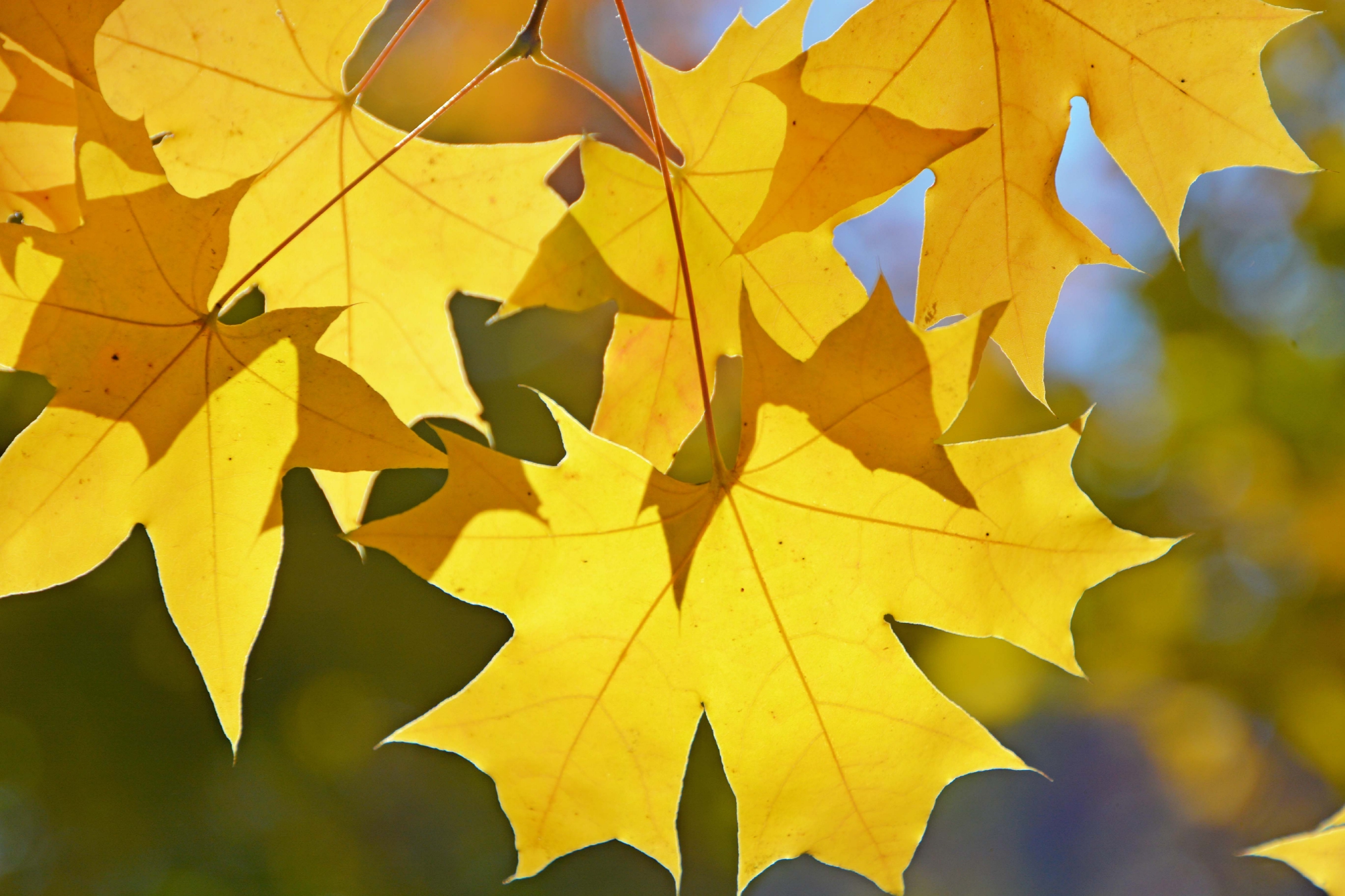 五角枫叶原创拍摄