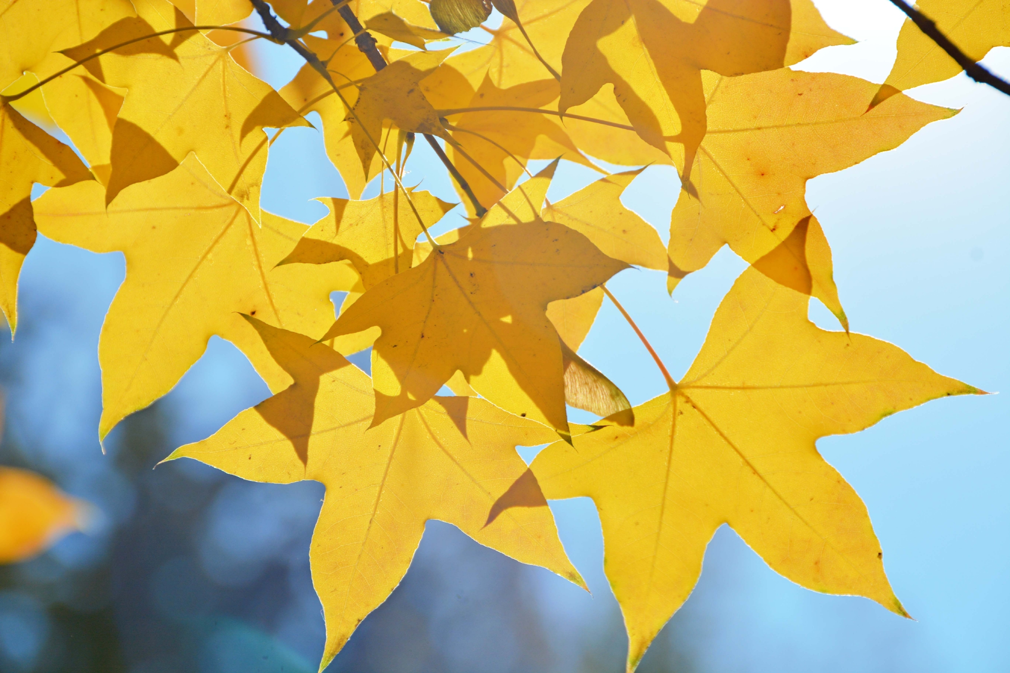 五角枫叶原创拍摄