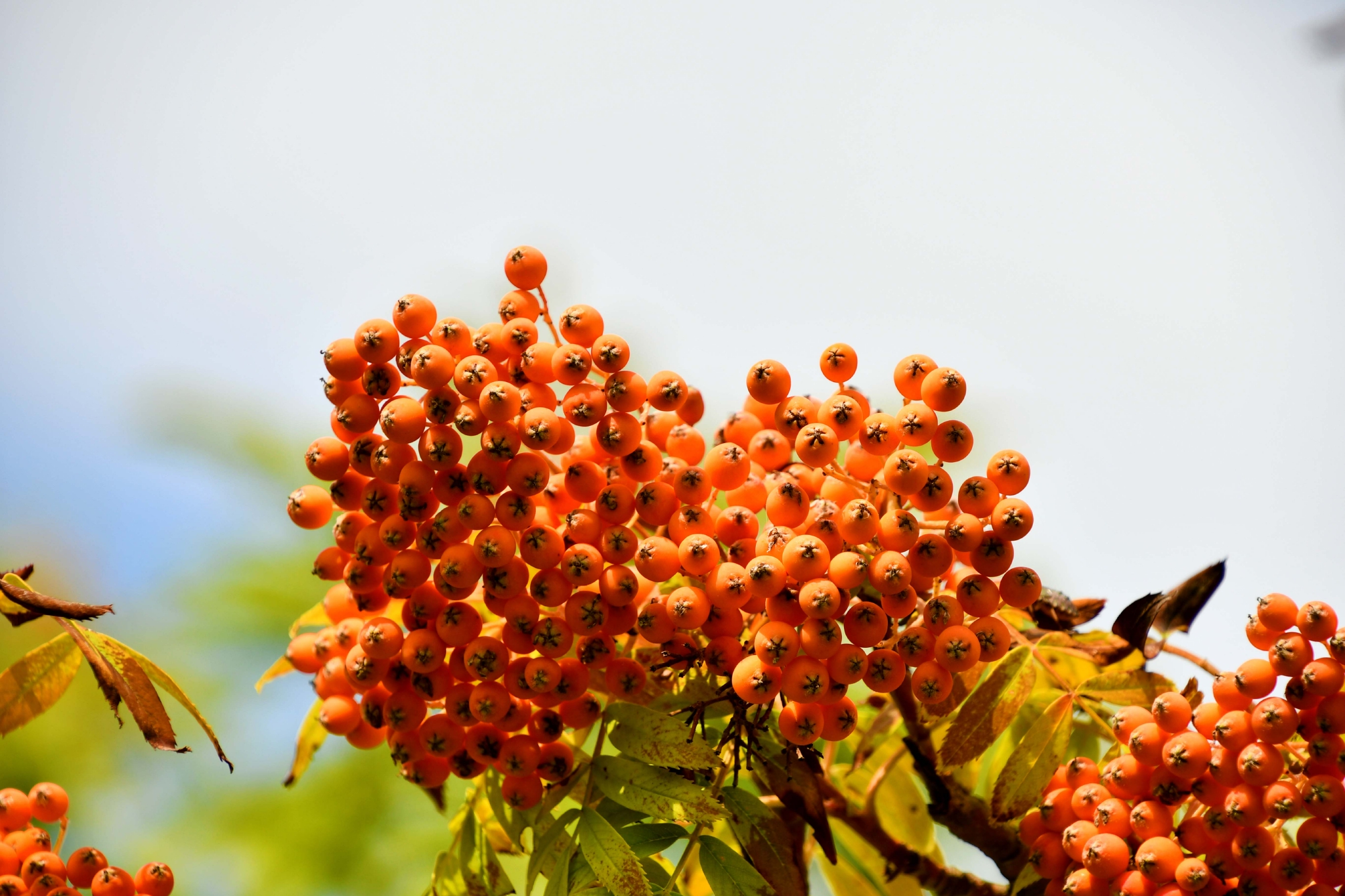 黄色花楸果原创拍摄