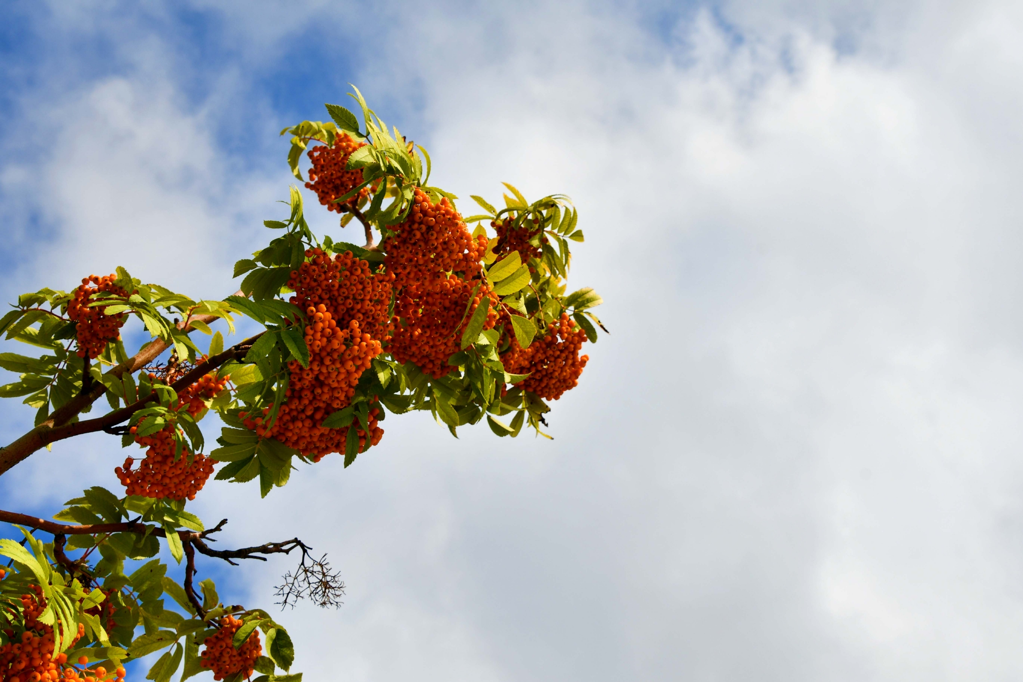 黄色花楸果原创拍摄